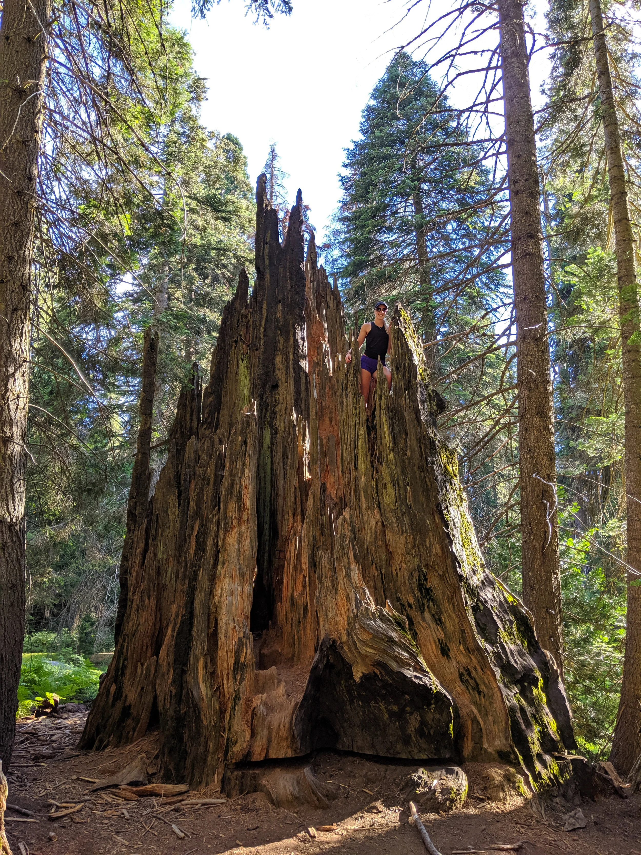 Big Stump Trail, Kings Canyon, Kings Canyon National Park, CA National Parks