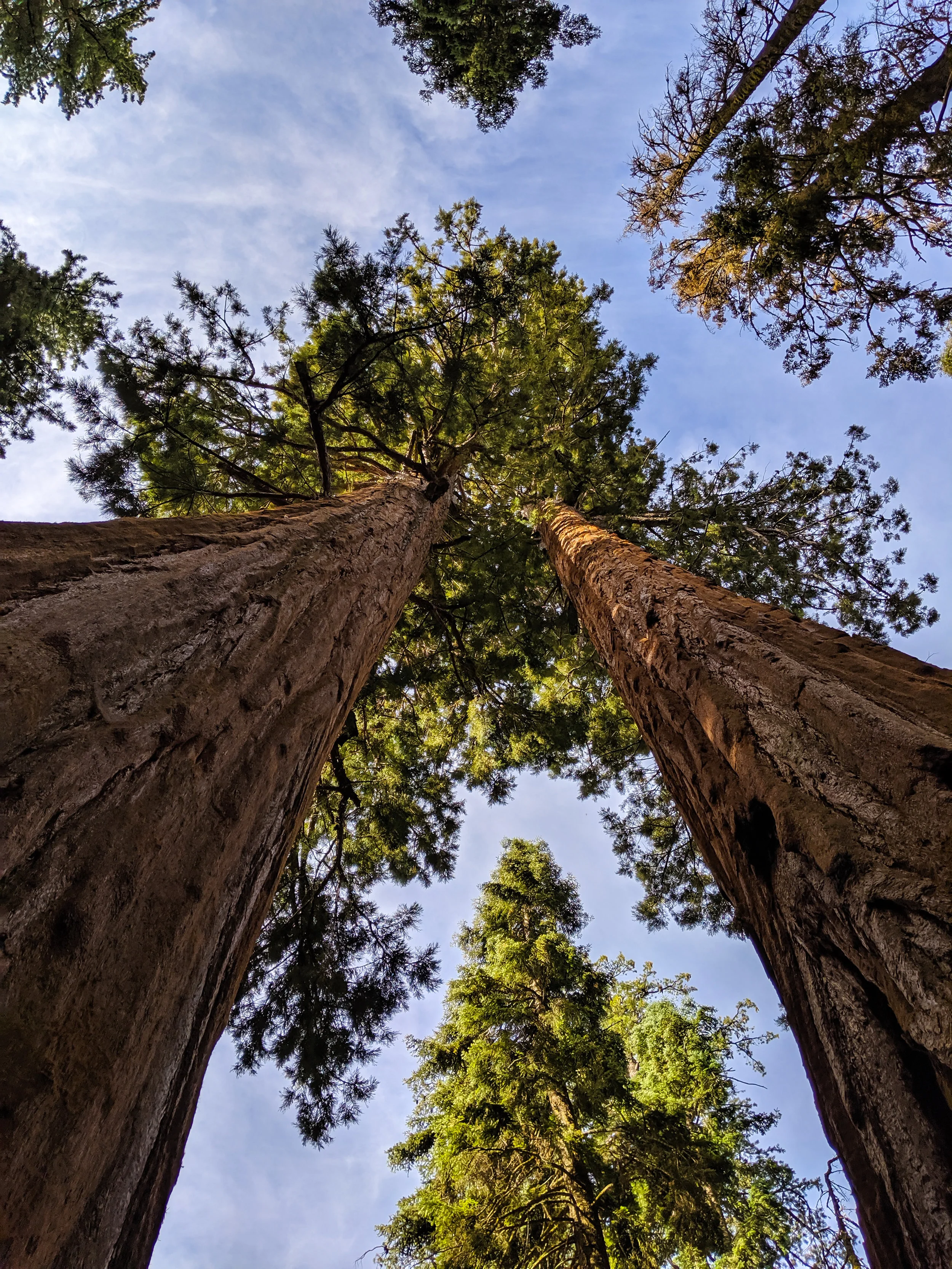 The Parker Group, Parker Group, Sequoia, Giant Sequoia, Sequoia National Park