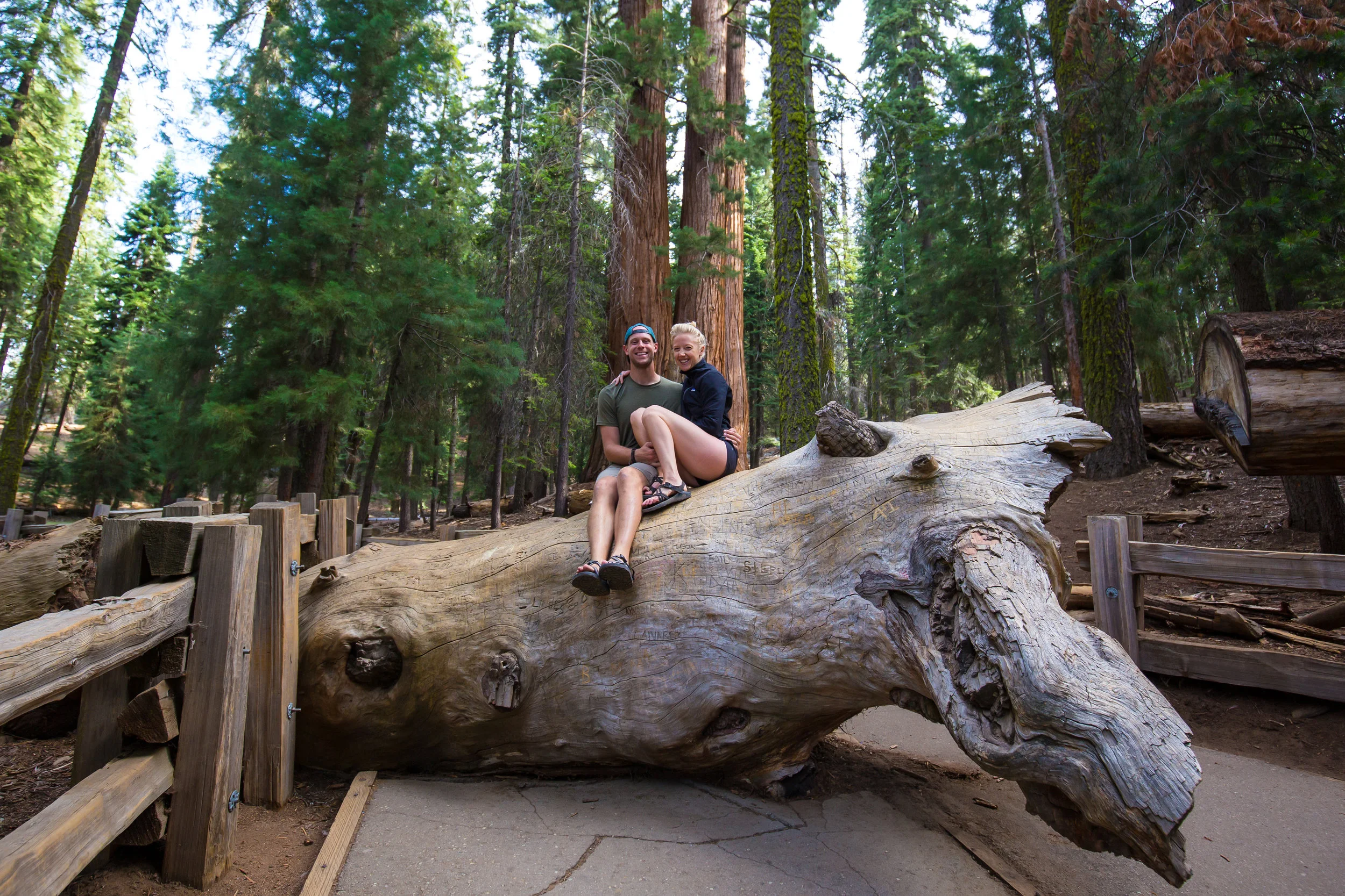 General Sherman, Giant Forest, Sequoia, Giant Sequoia, Sequoia National Park, CA National Parks