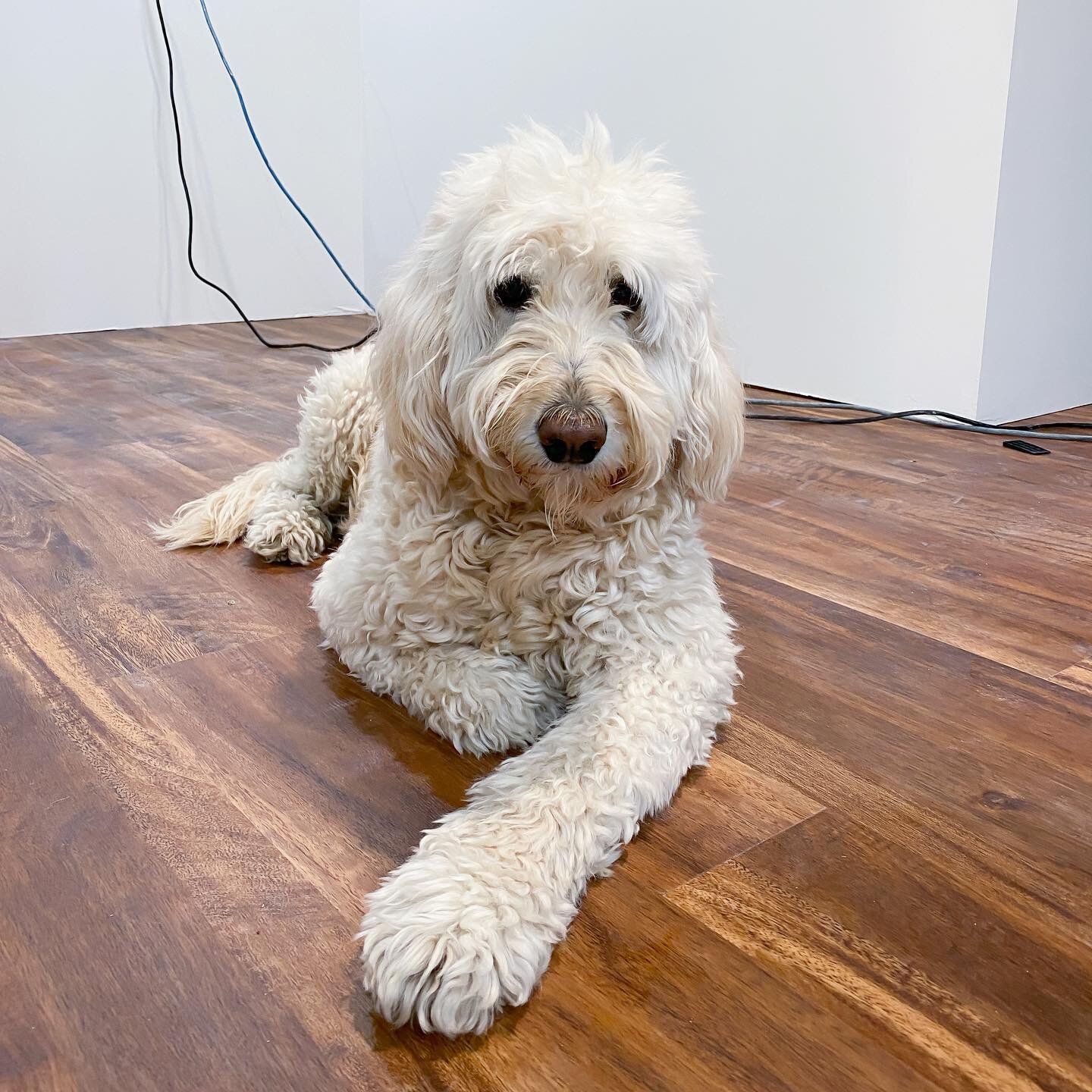 We made some big strides on the basement this past week. The pups are finally able to join us downstairs as most of the mess is gone &amp; our laundry room is back to working order after far too many weeks without it👏🏼👏🏼👏🏼 Next up, haircuts &am