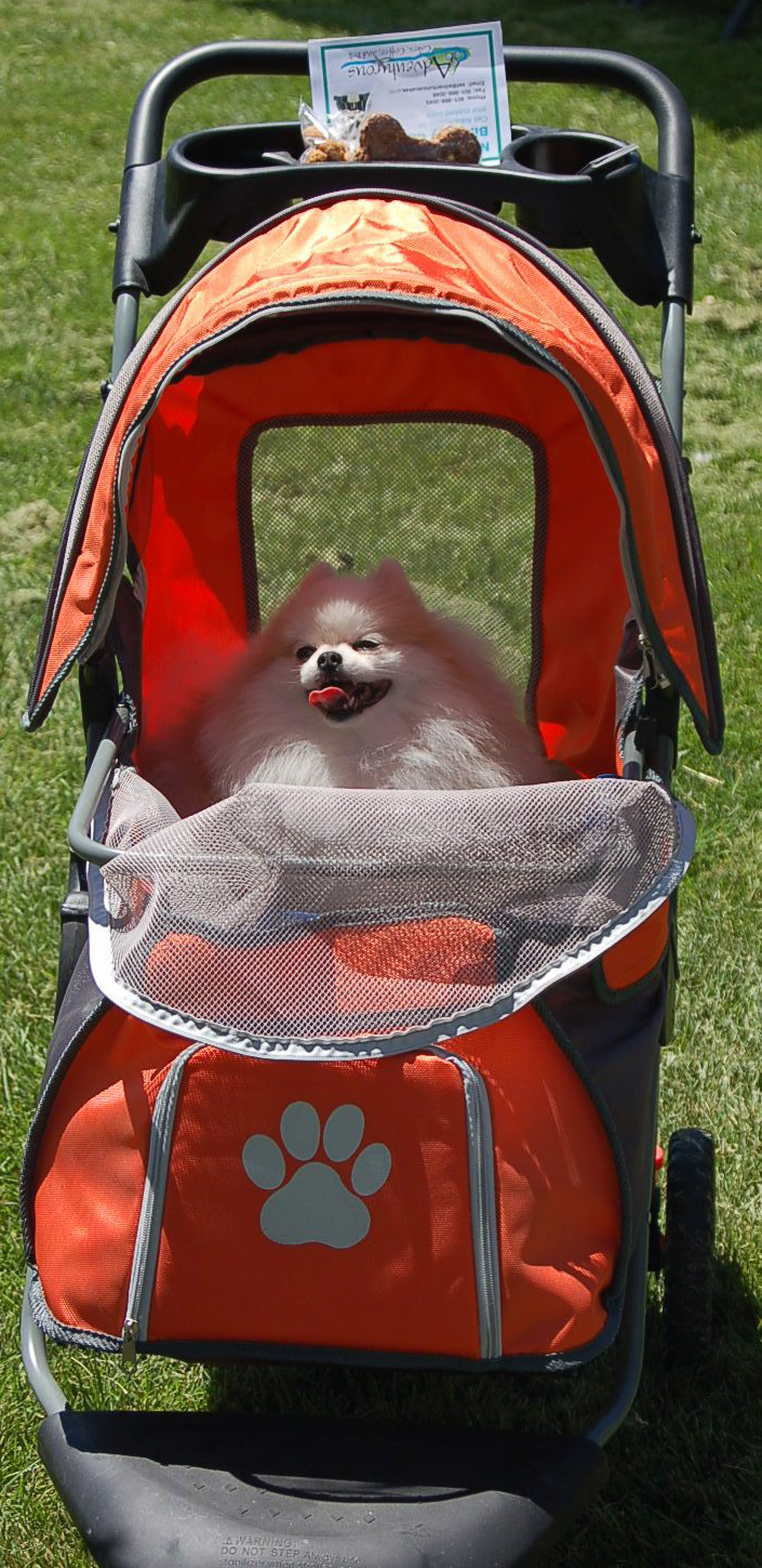 Dog with Stroller.jpg