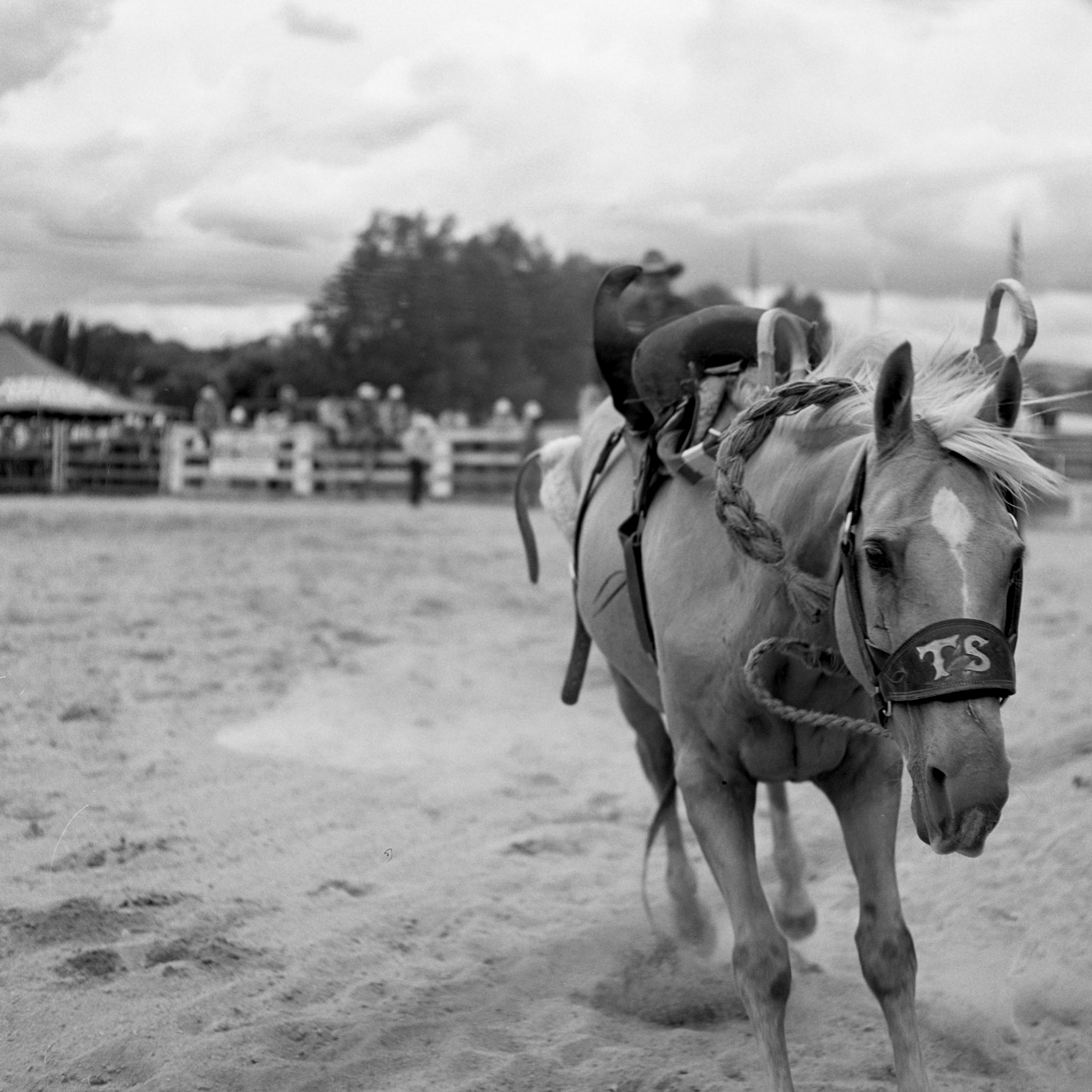 Rodeo Small-3.jpg