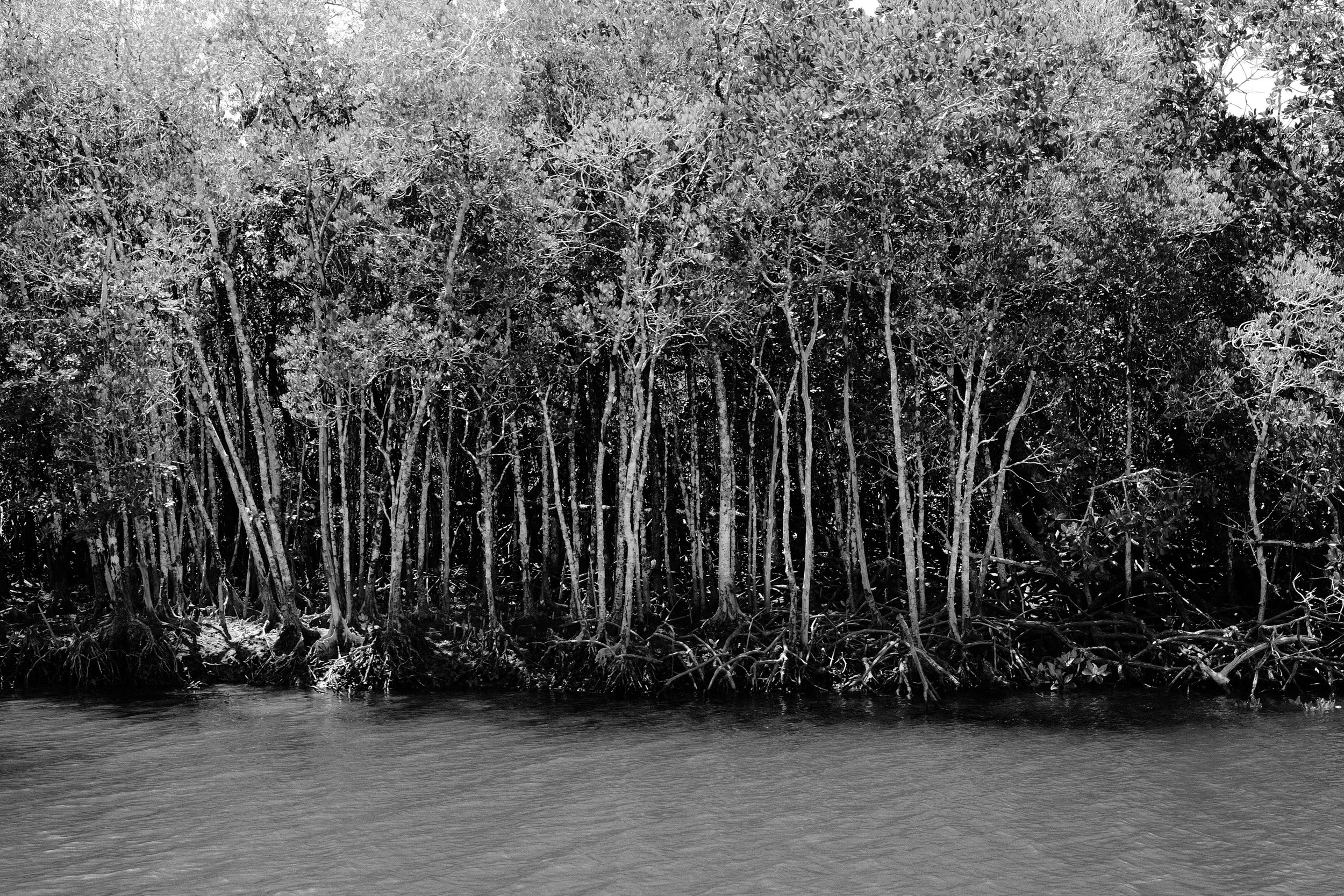 Mangroves, Dickson Inlet