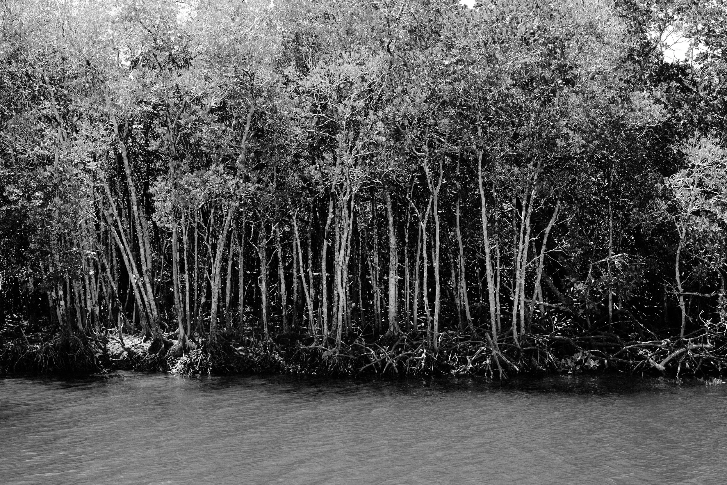 Mangroves, Dickson Inlet