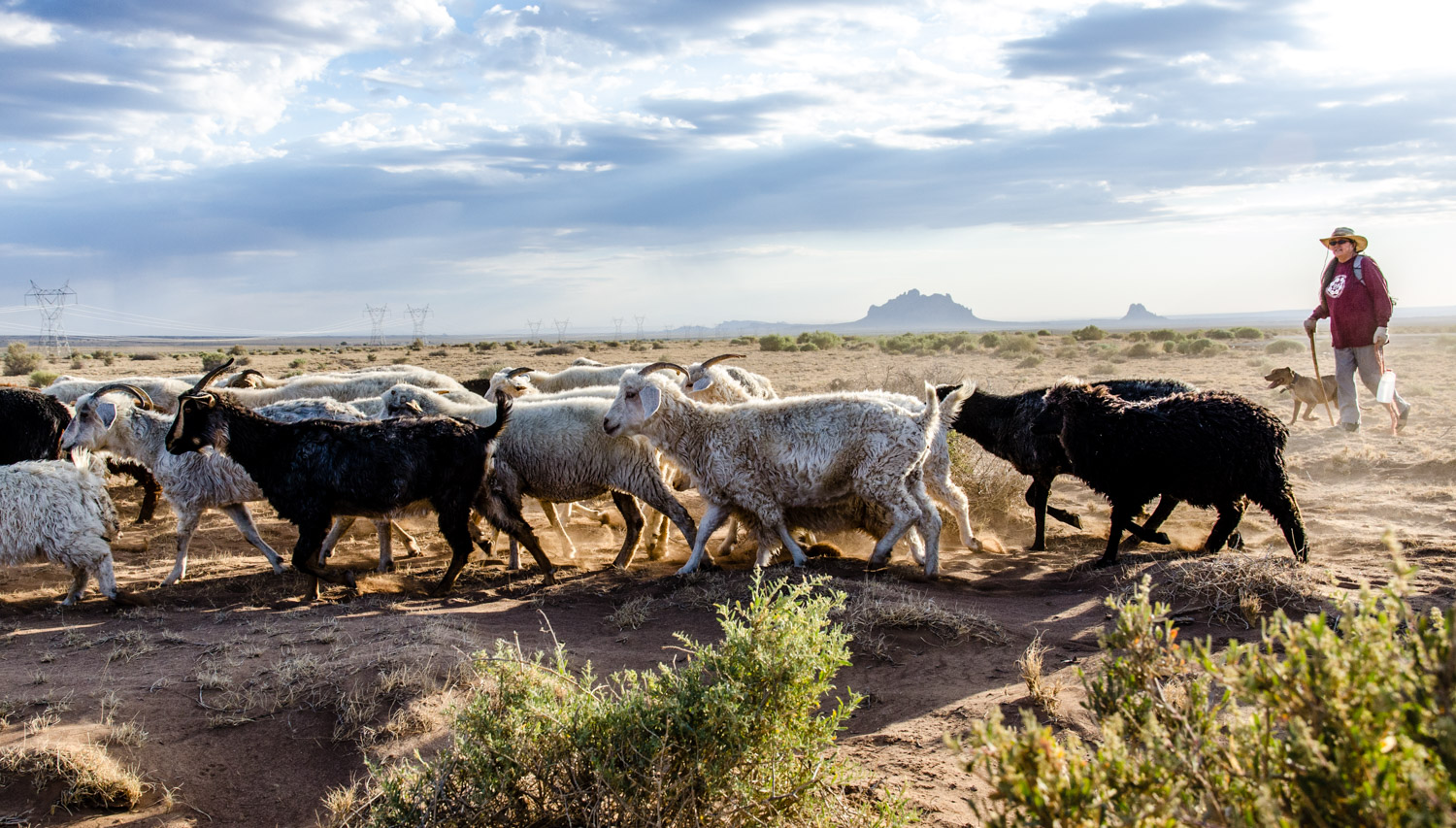 Herding sheep across the desert flats toward the Chuska Mountains.