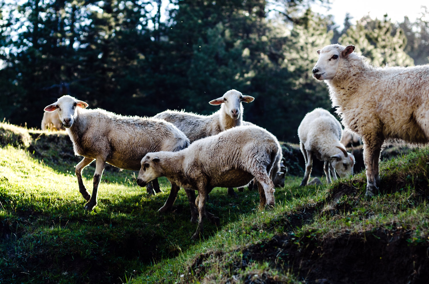 Sheep in the Chuska Mountains.