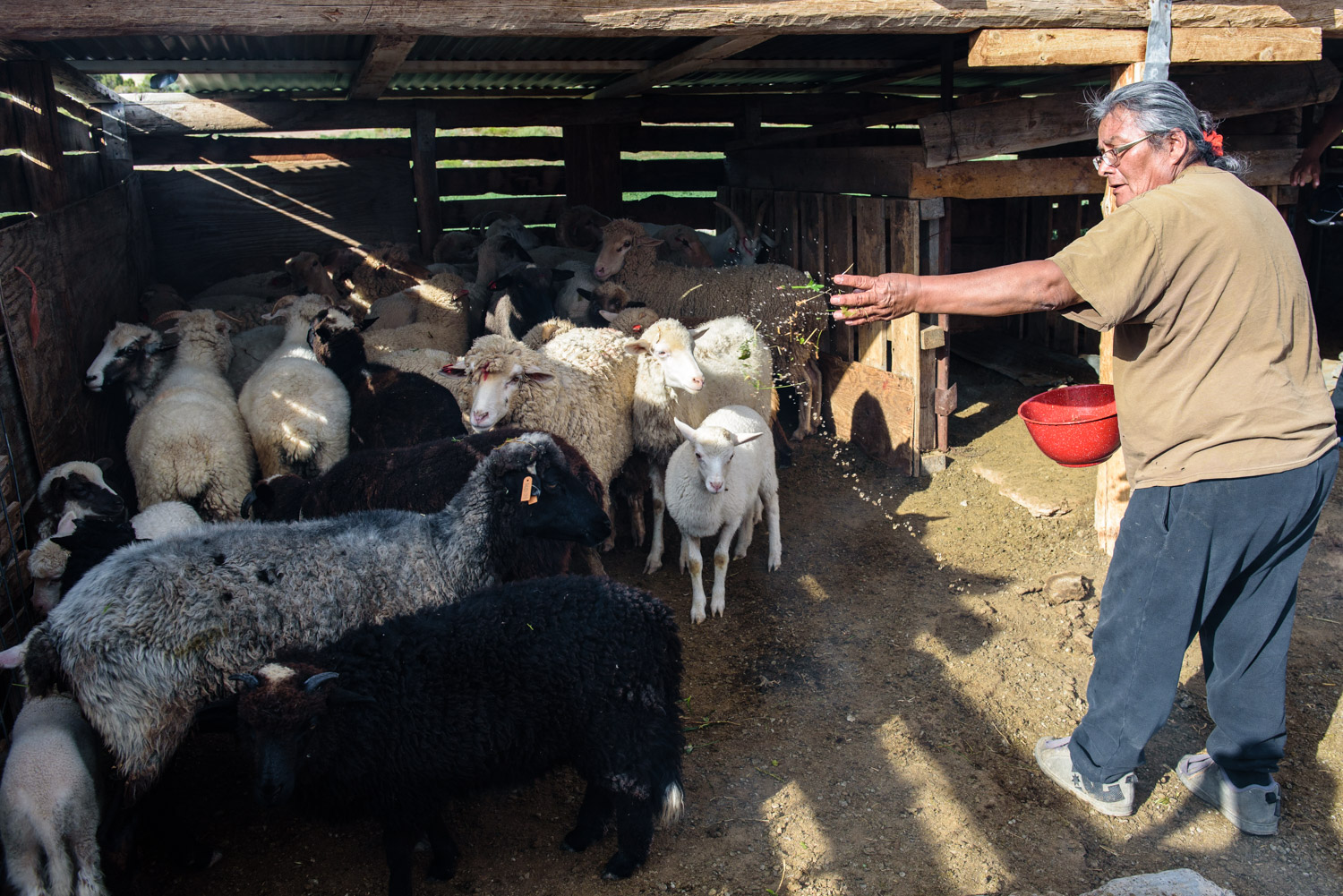 Blessing a herd of sheep with sacred herbs before they are led into the mountains. 