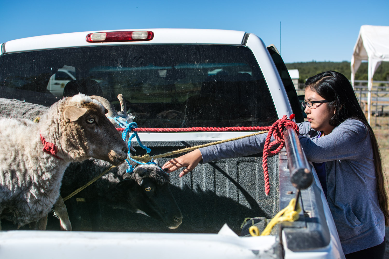 Ymelda Coriz, a Navajo girl, spends time with a Navajo Churro sheep before it is butchered.