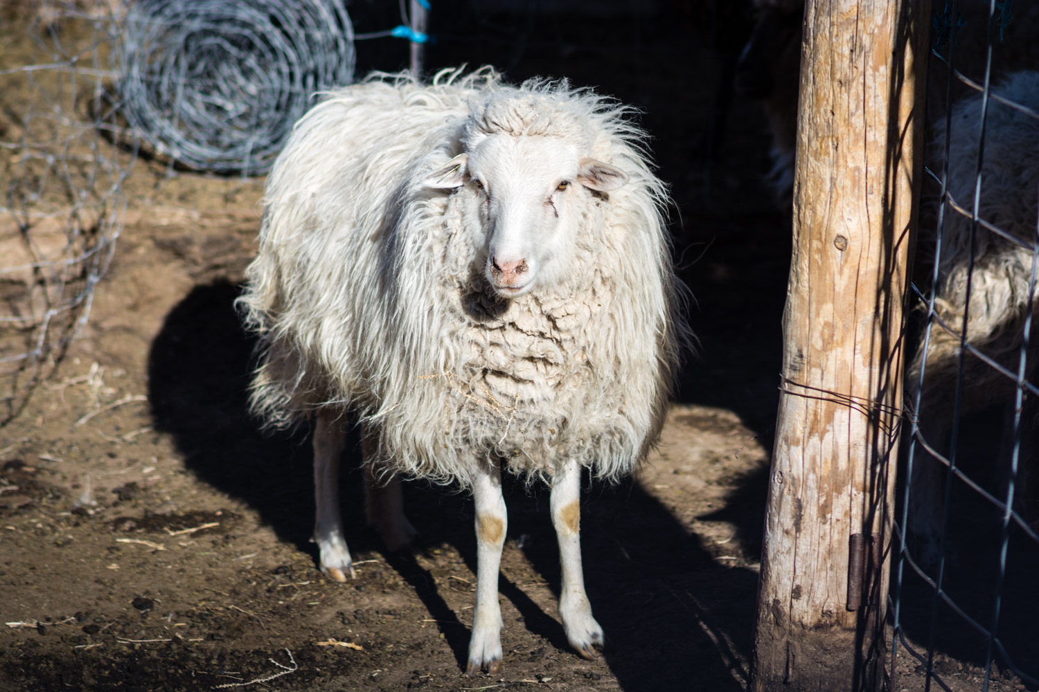A perfect example of a Navajo Churro ewe: long haired body with "clean" legs and face. 