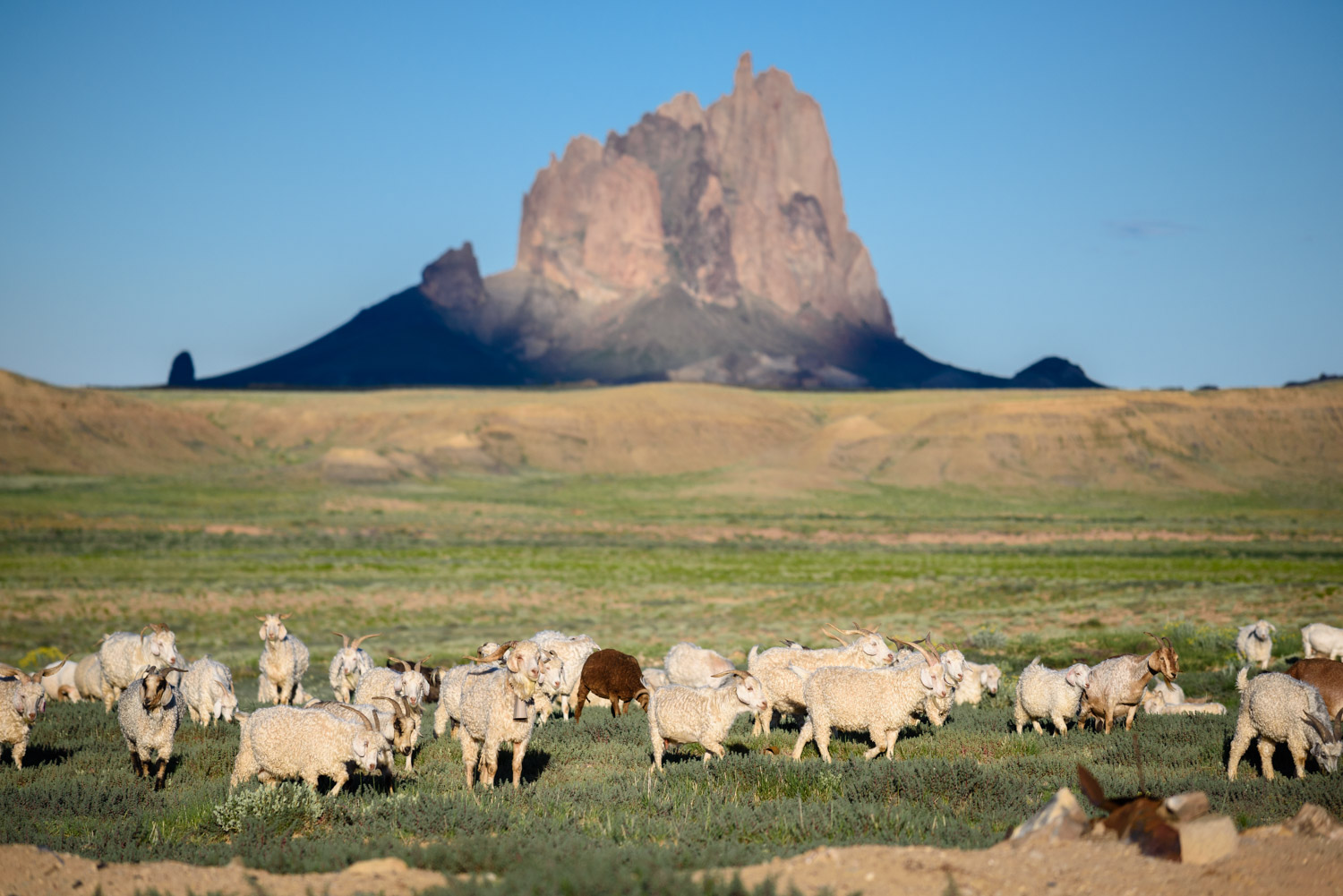 A Navajo herd with Shiprock in the background. 