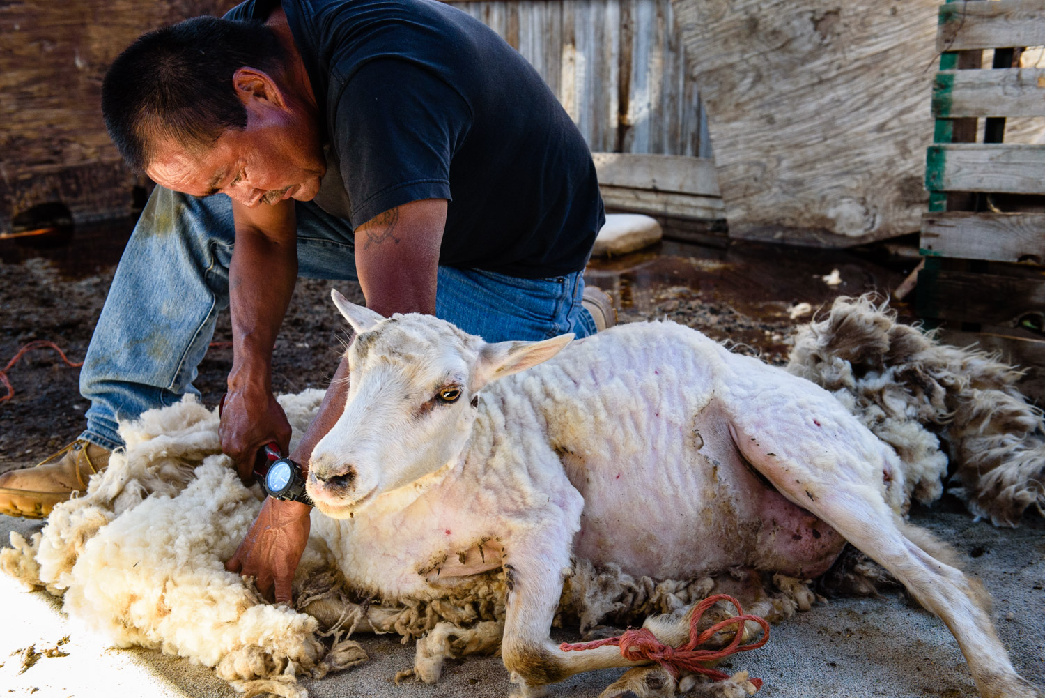 Shearing a Navajo Churro sheep.