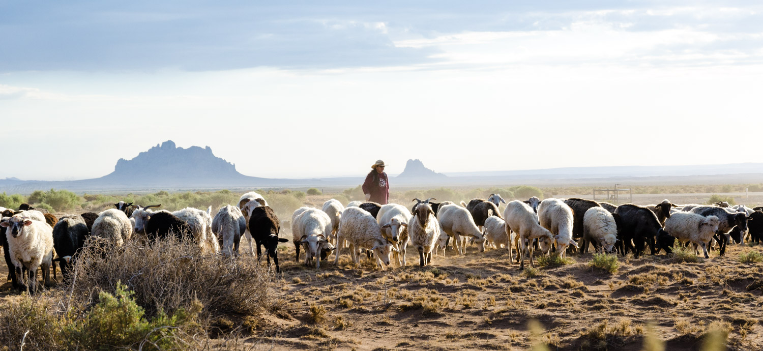 Herding sheep toward the Chuska Mountains, where they will spend the summer. 