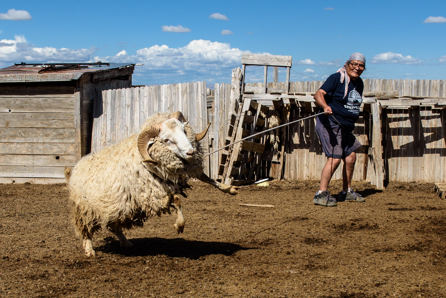 Roping a ram that's ready to be sheared. 
