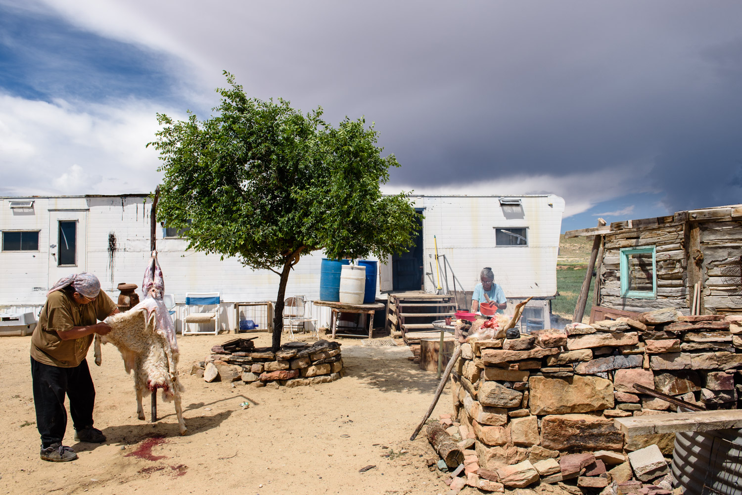 Butchering a goat at a sheep camp at the base of the Chuska and Carrizo Mountains. 