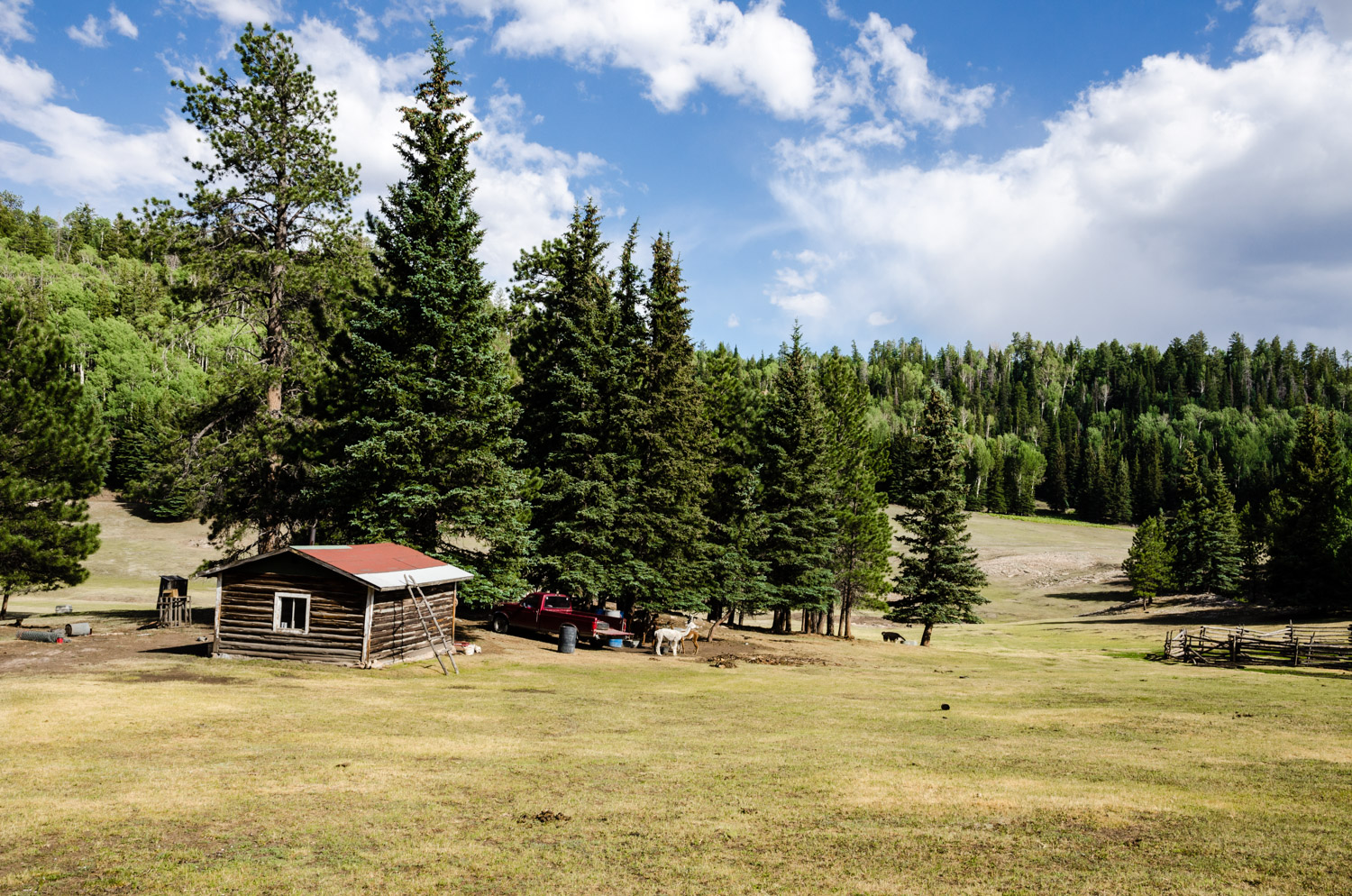 A sheep herder's cabin in the Chuska Mountains. 