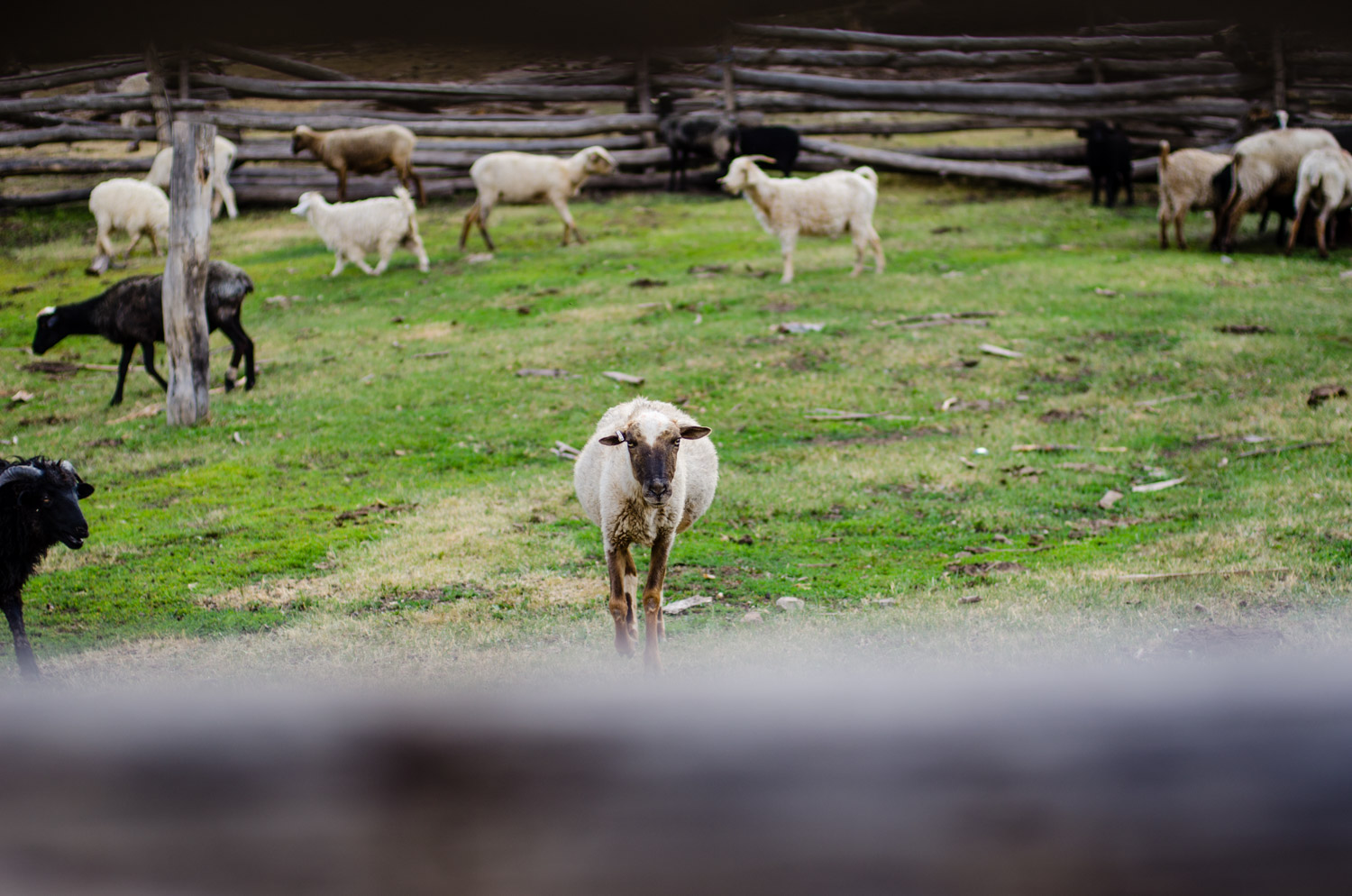 A corral in the Chuska Mountains.