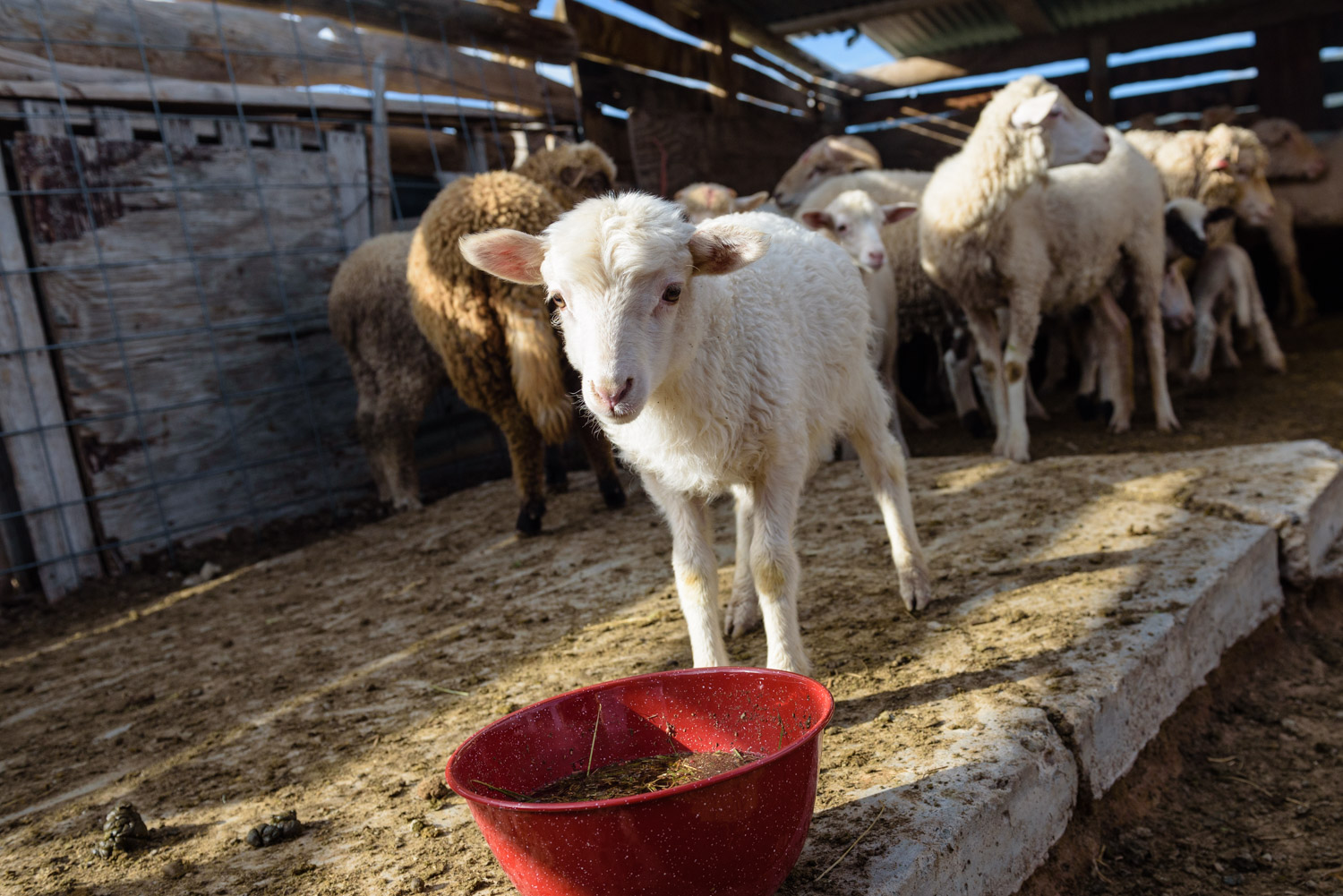 A lamb approaches a bowl of ceremonial herbs.