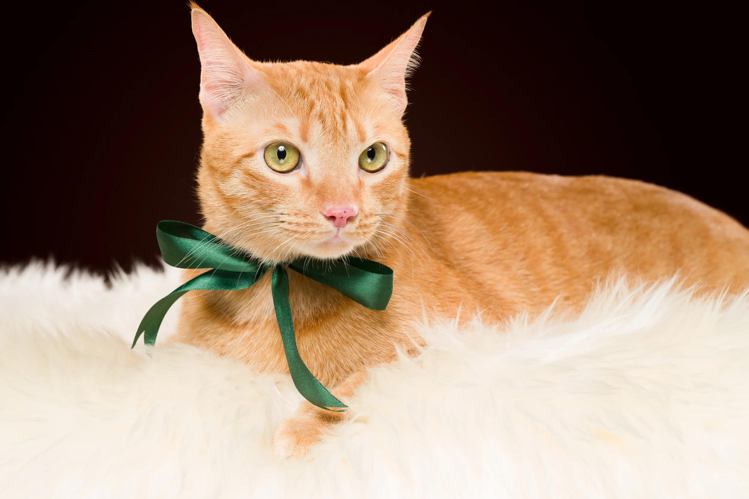 Pet Photography