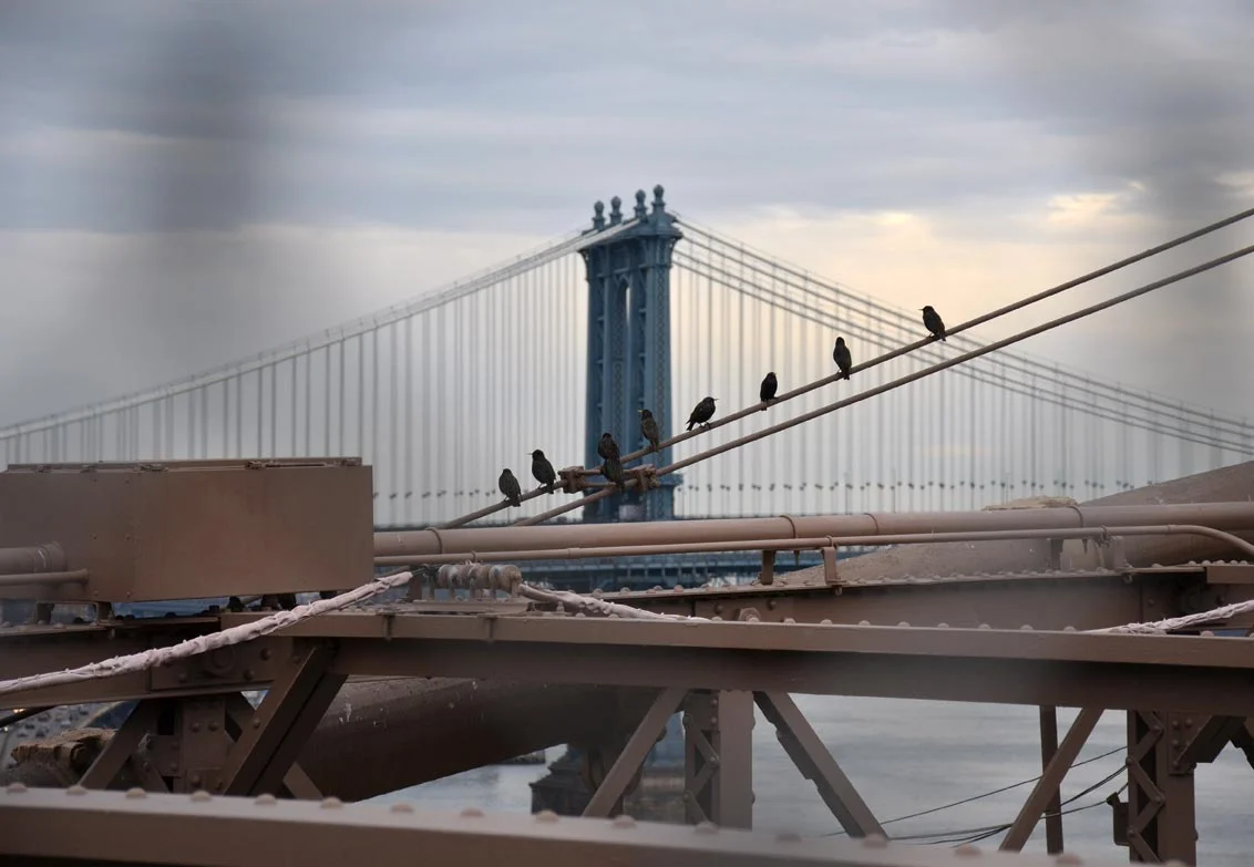 birdsbridge.jpg