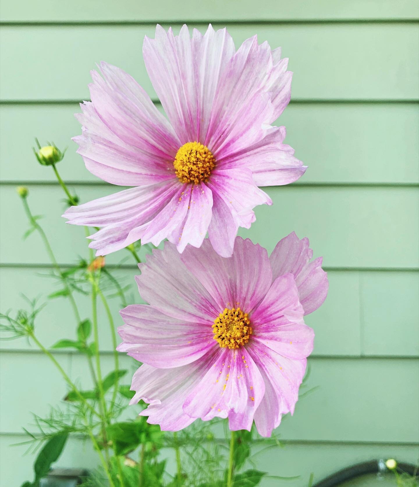 The best thing about summer is watching my cut flower garden come into bloom 🌸😍🌸 Cosmos pictured here 💕 I watched @floretflower&rsquo;s series on Discovery+ yesterday and now all I want to do is become a flower farmer. I&rsquo;ll start with my li