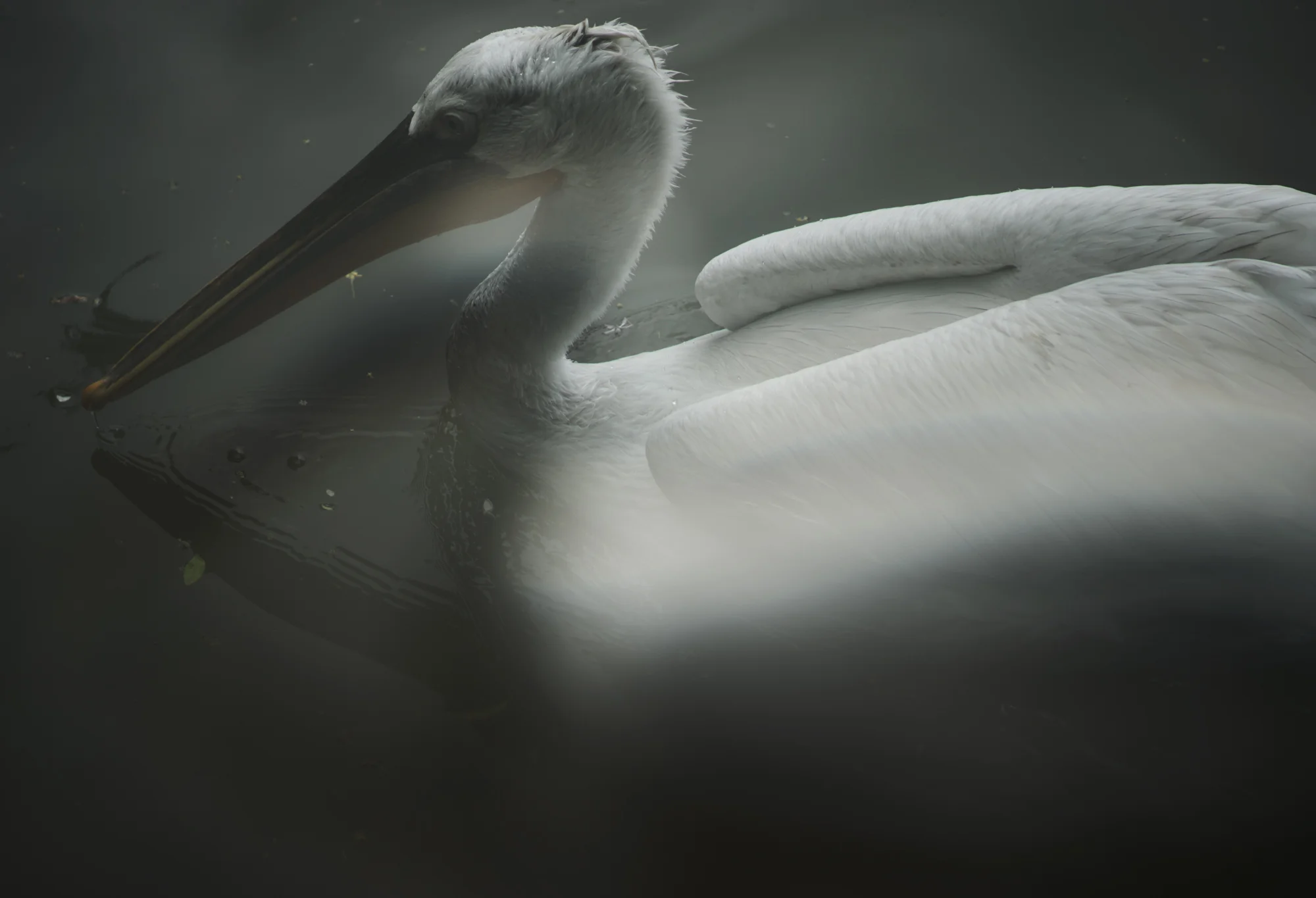 swan2.jpg