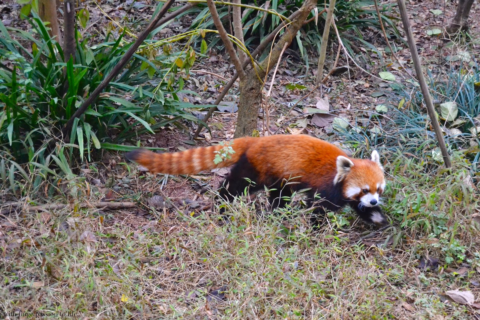 DSC_0117.JPG