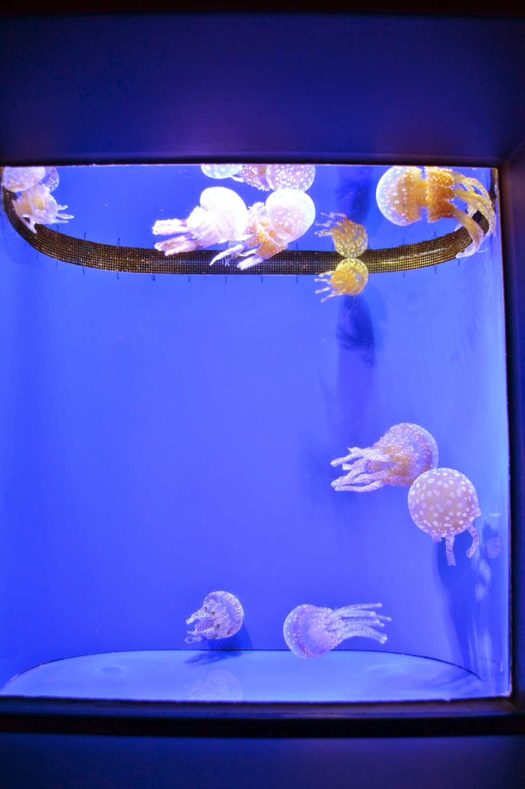 DSC_0189%2B2.JPG