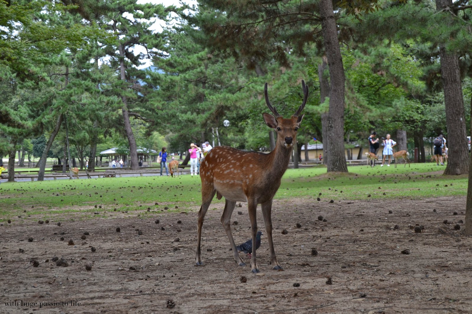 DSC_0293.JPG