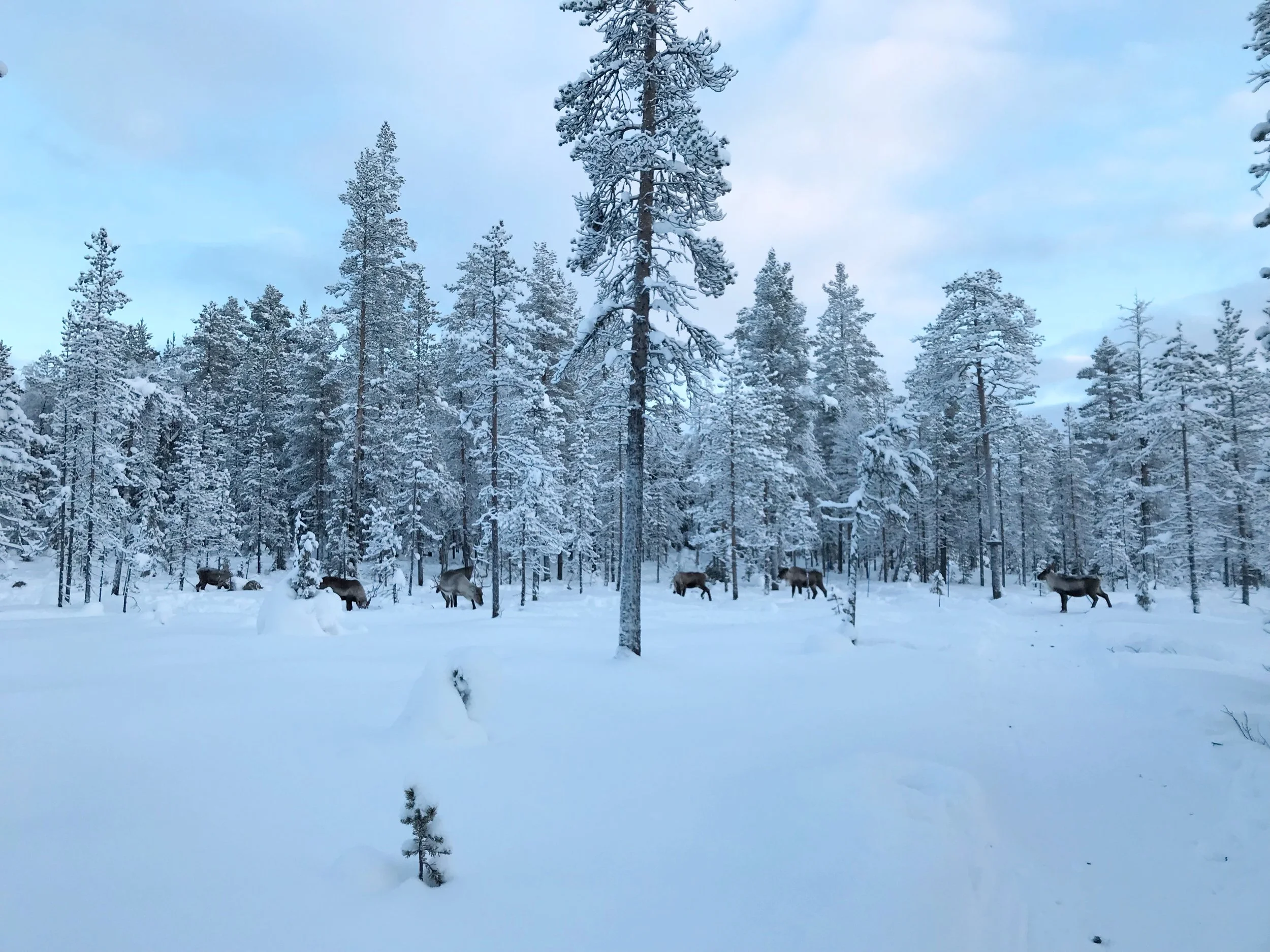 ylläs1.jpg