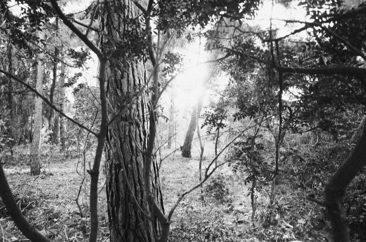 The forest will find you