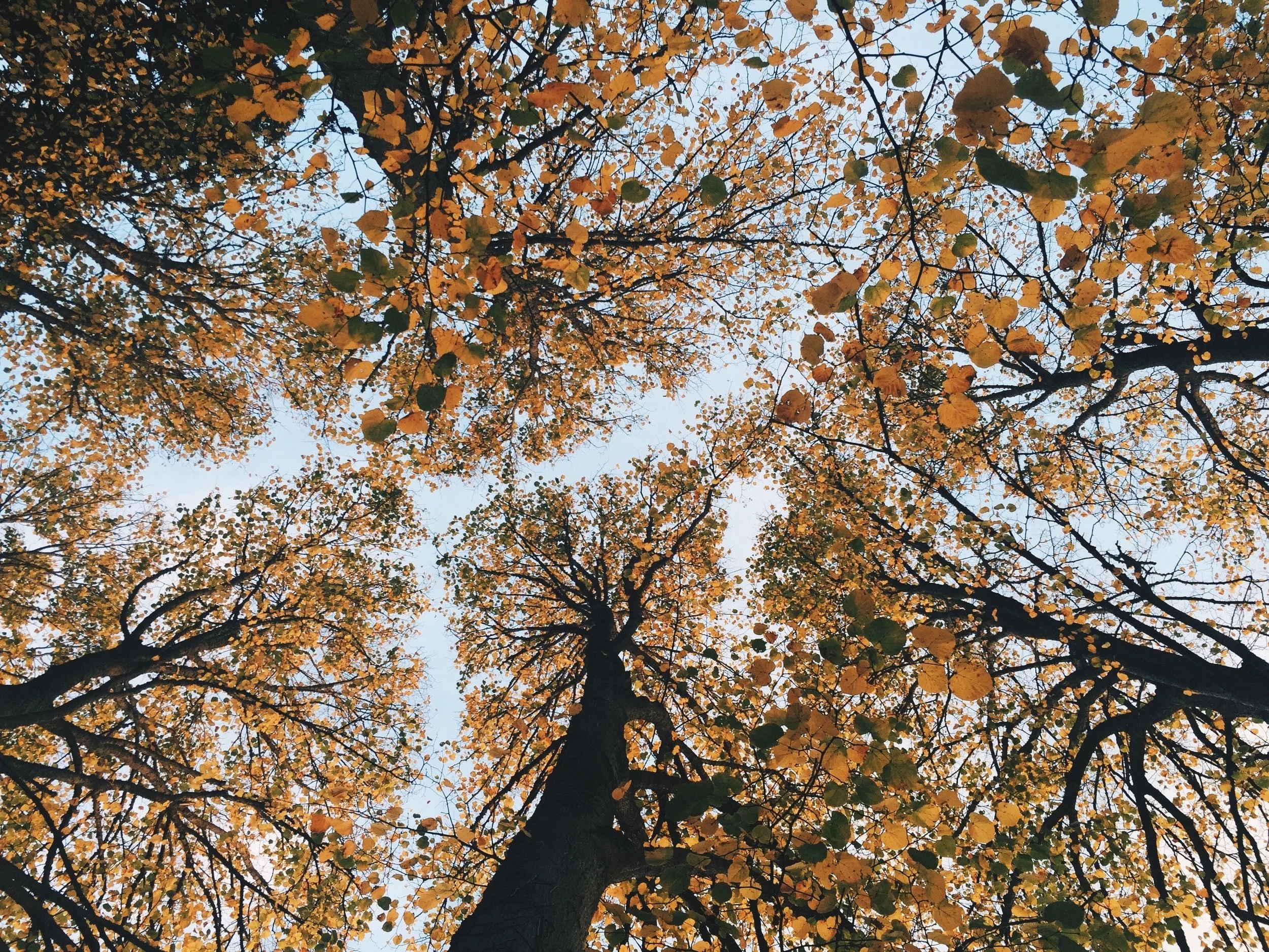 oli-gibbs-40805-unsplash.jpg