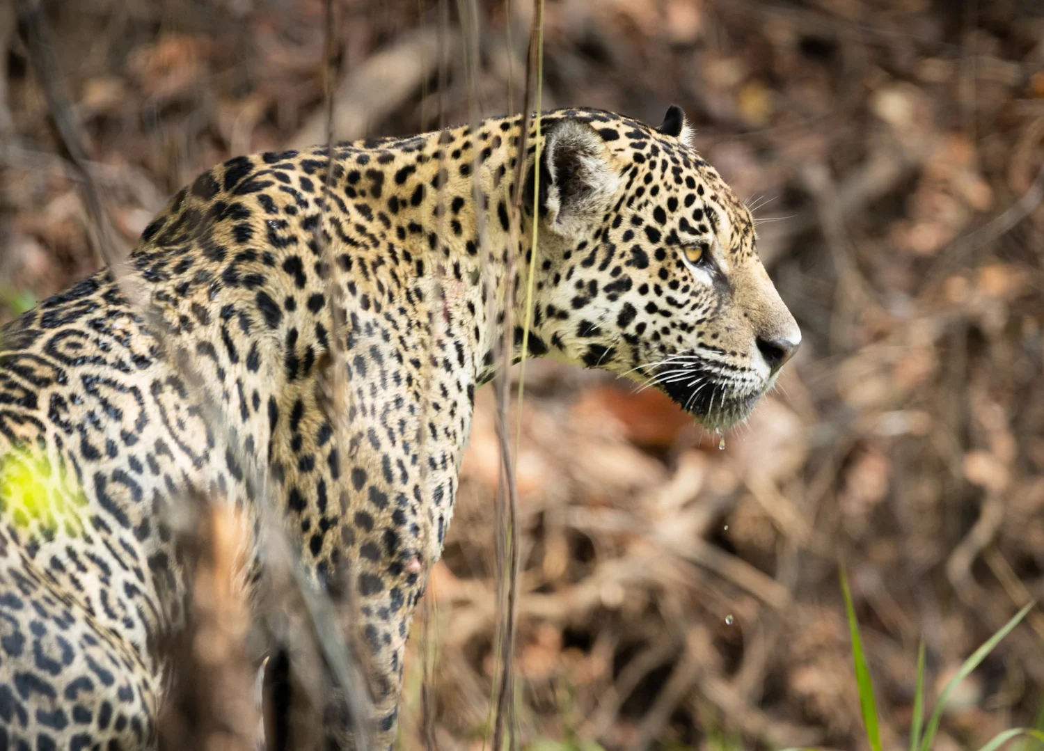 Expedição Pantanal Cast - Relatos, Fotografias e Experiências episode artwork