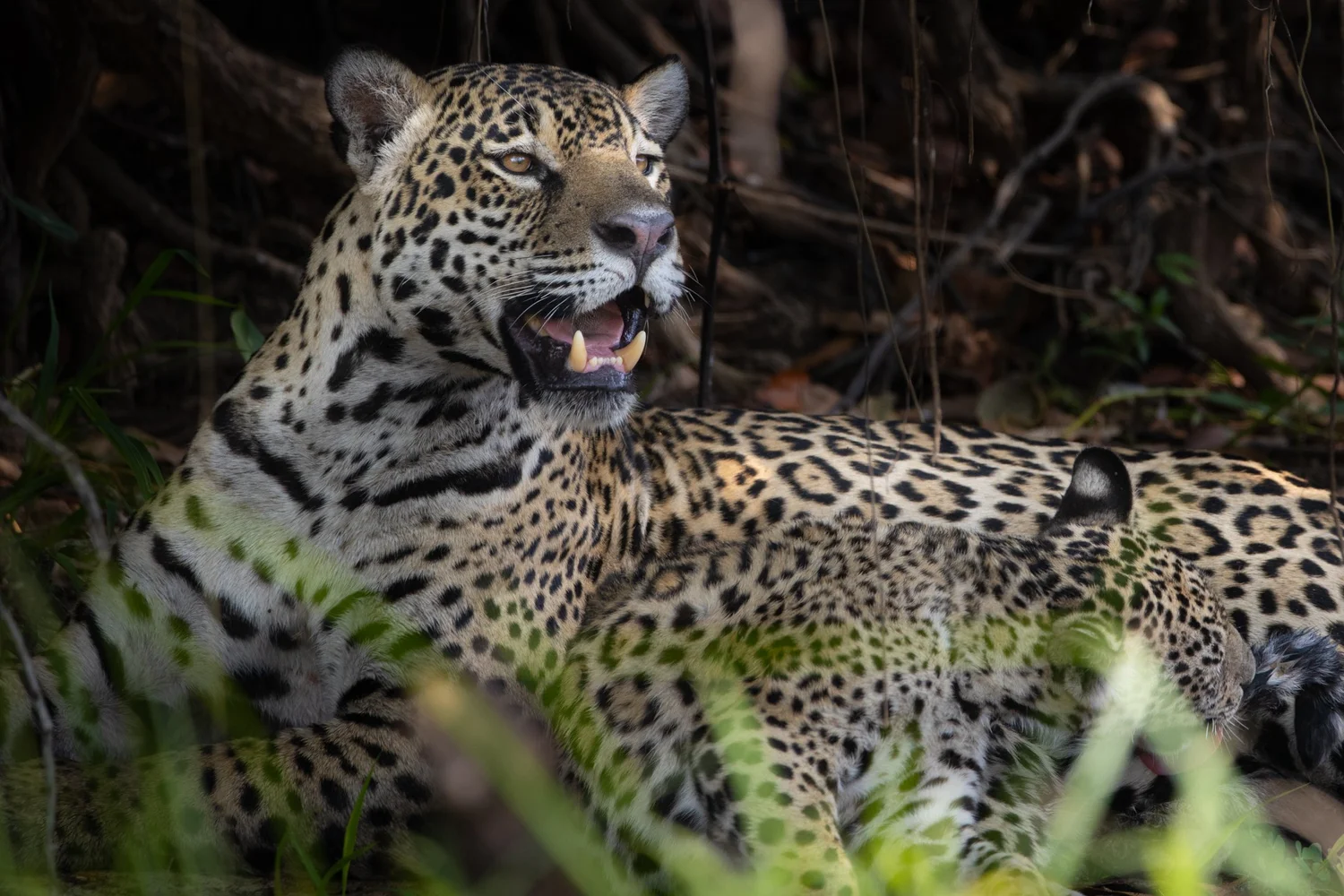 Expedição Pantanal Cast - Experiências com a Sigma 150-600mm episode artwork