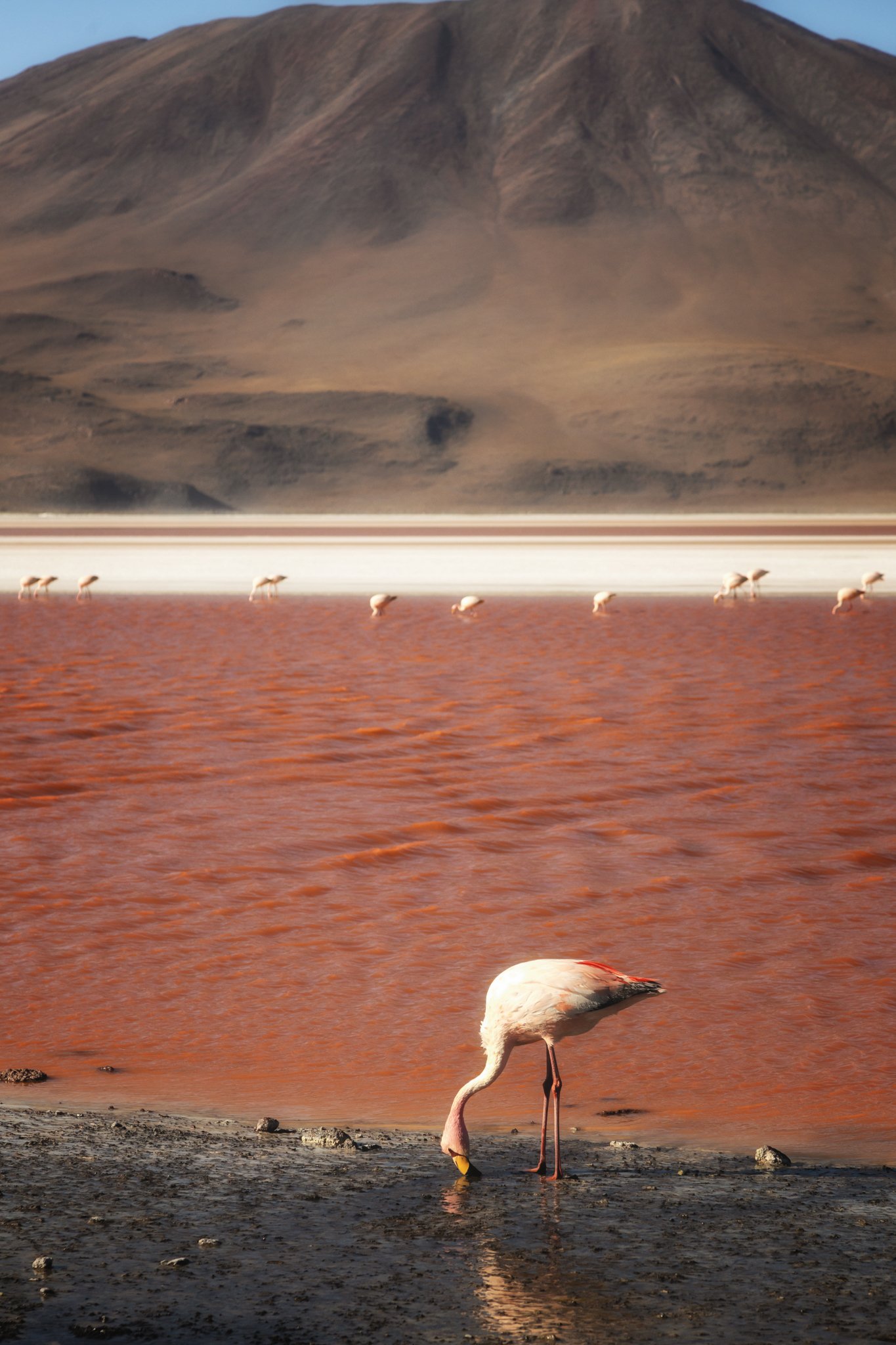 Laguna Colorada 1.jpg