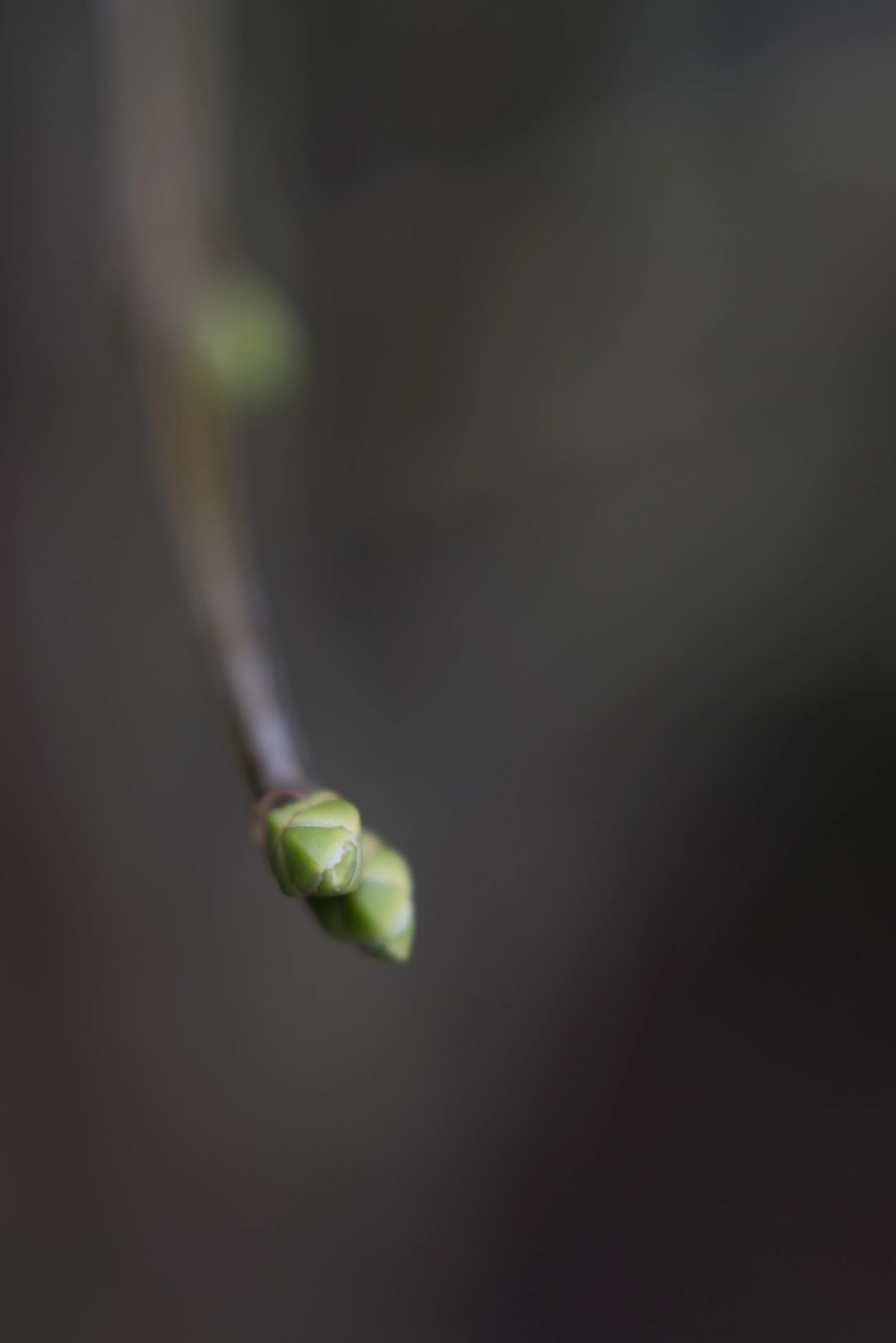 _DSC9660.jpg