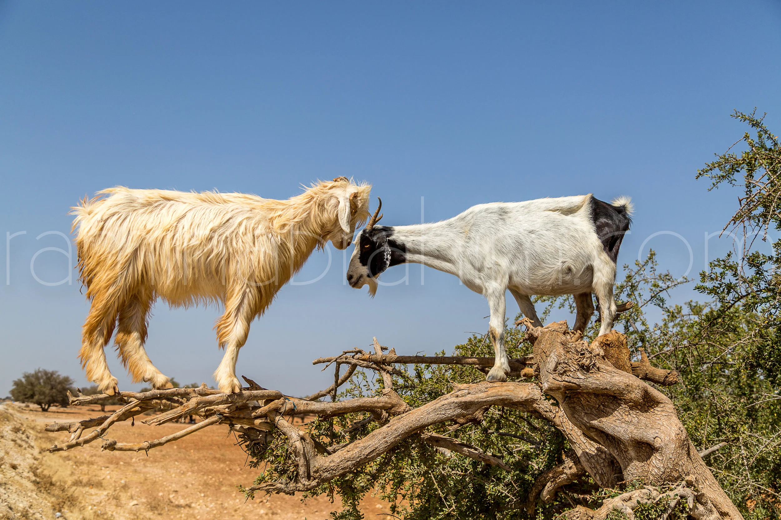 Morocco-36.jpg