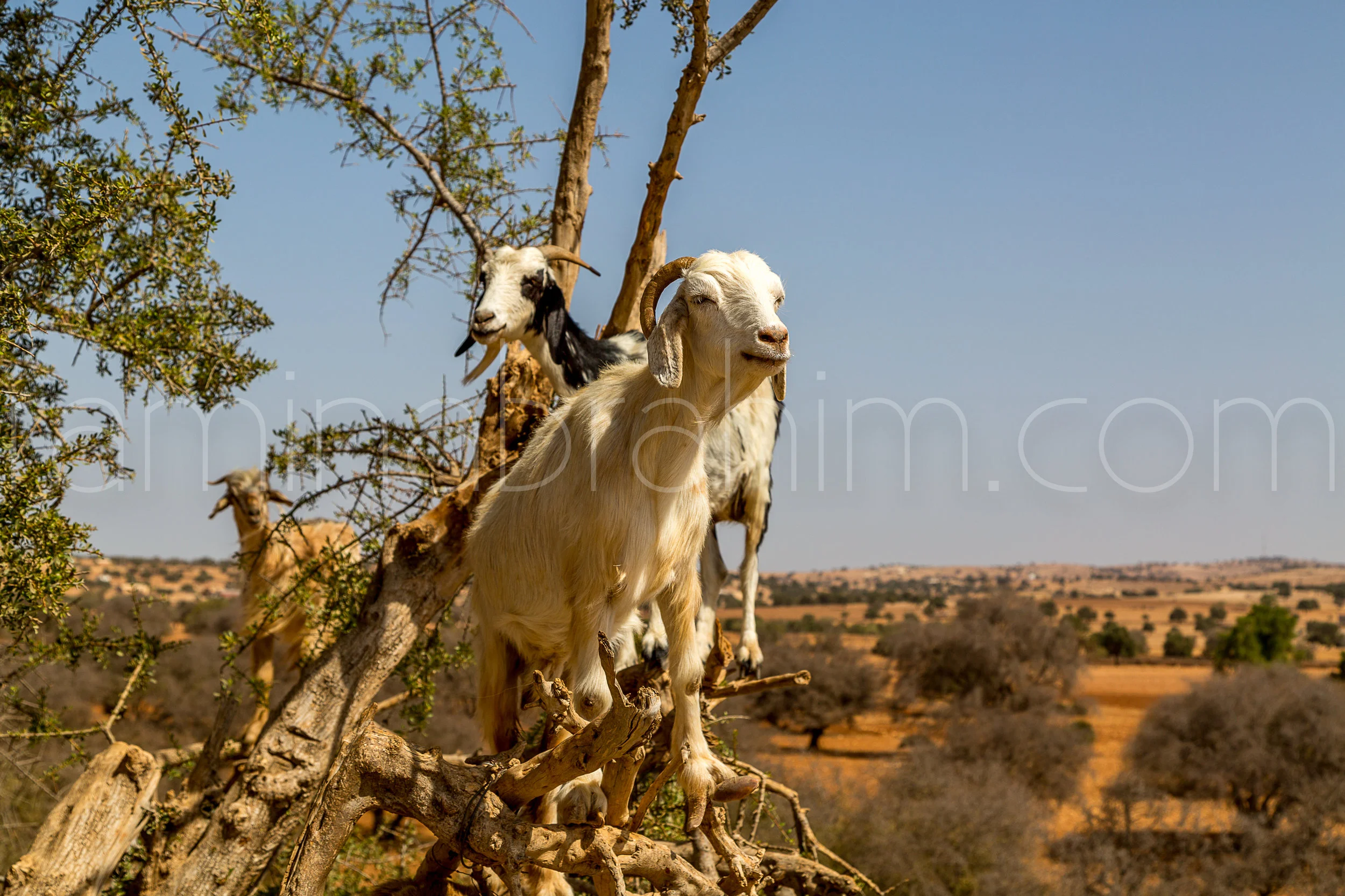 Morocco-38.jpg