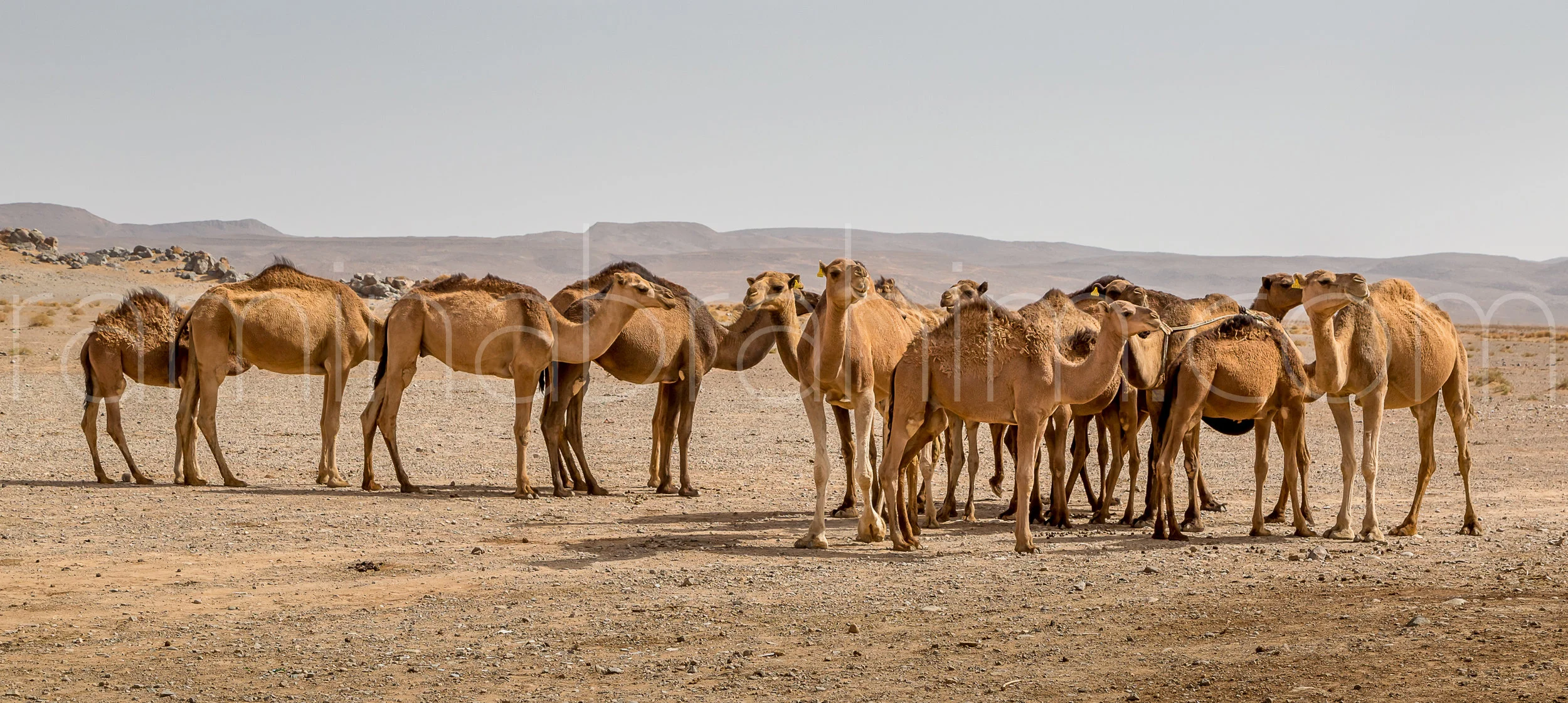 Morocco-126.jpg