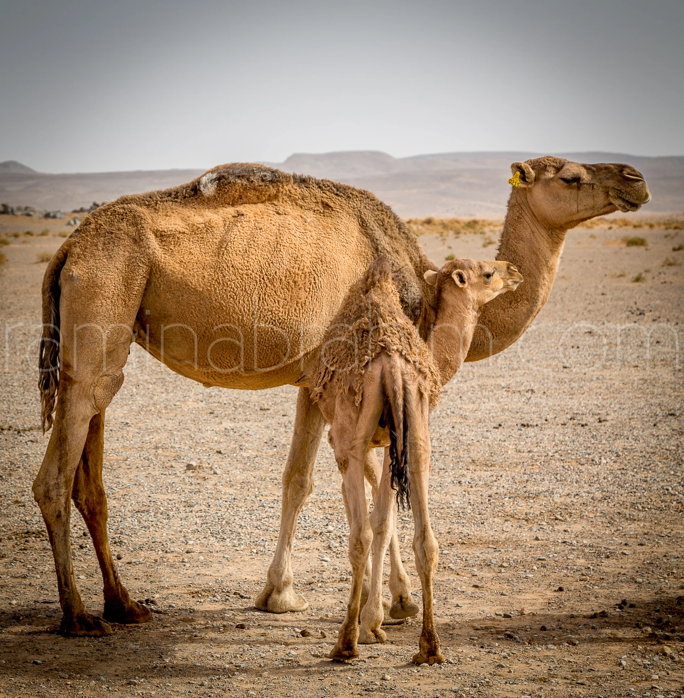 Morocco-131.jpg