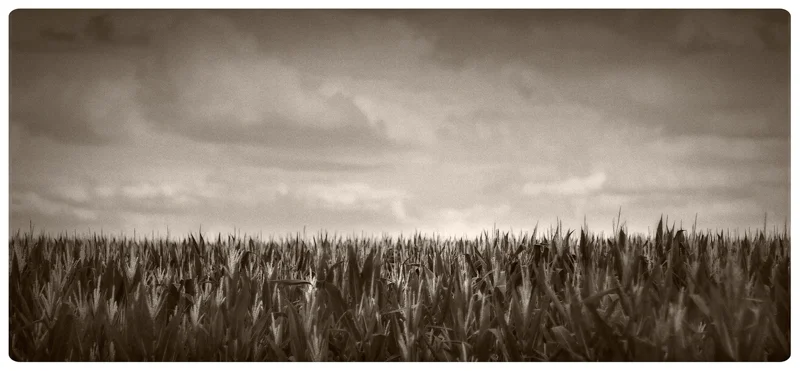 Corn Tassels