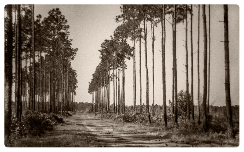 Logging Road