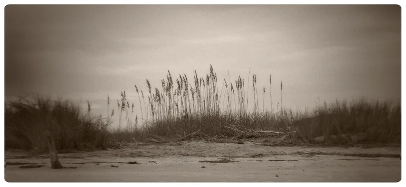 Sea Oats