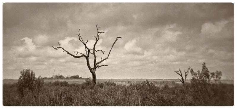 Tree In The Bayou