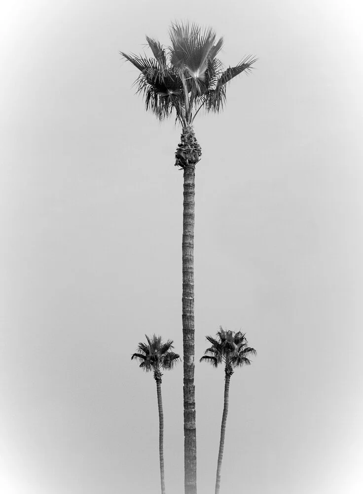 Three Palms