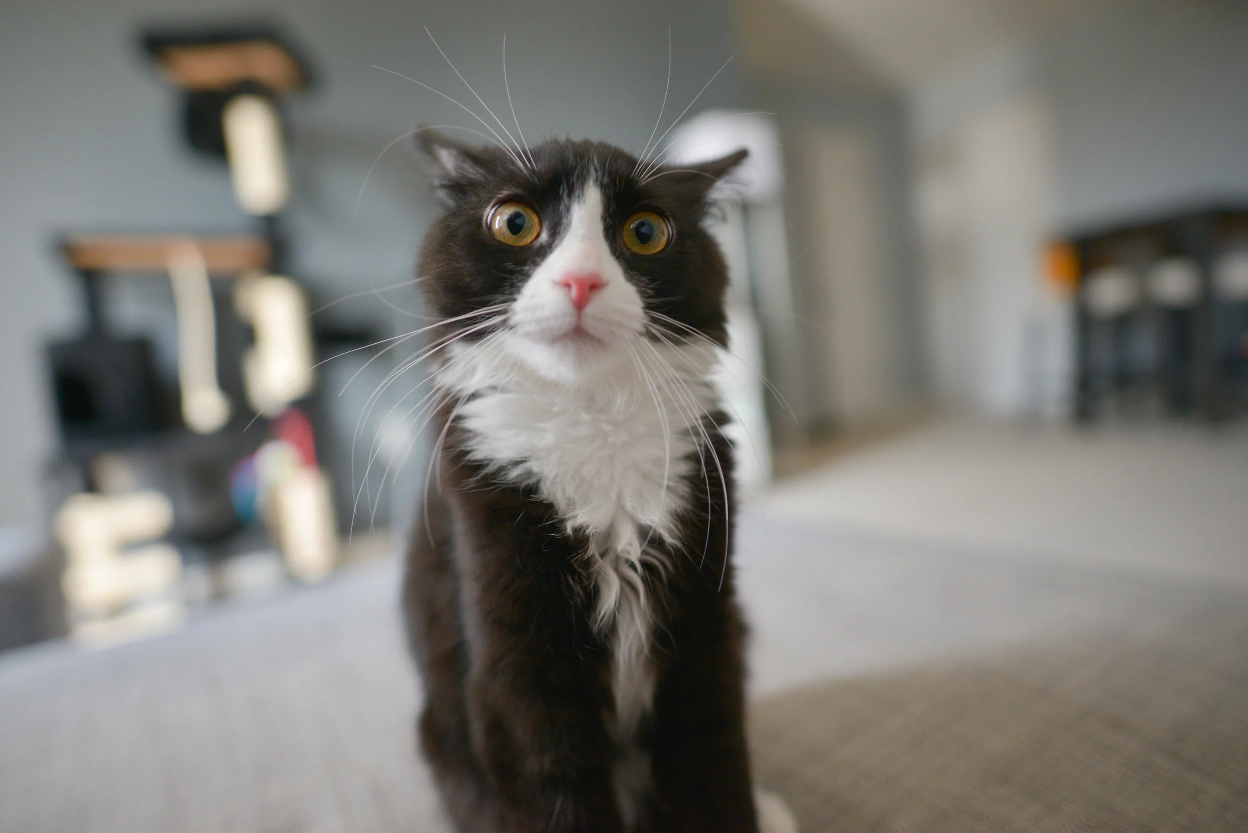 " Umm. Not that kitten ."