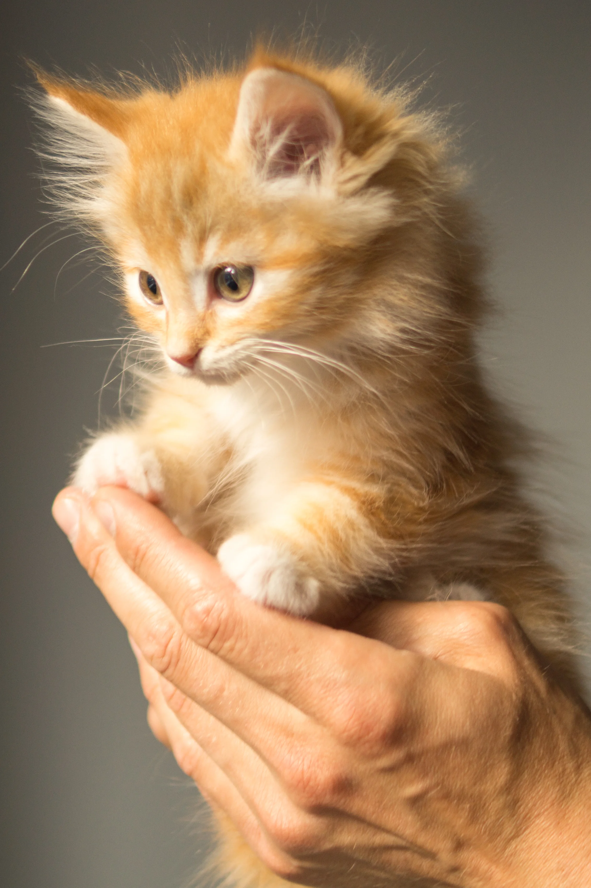 "That kitten . " (Moments before she sheathes her claws inside your finger.) " E njoy those cuddles..."