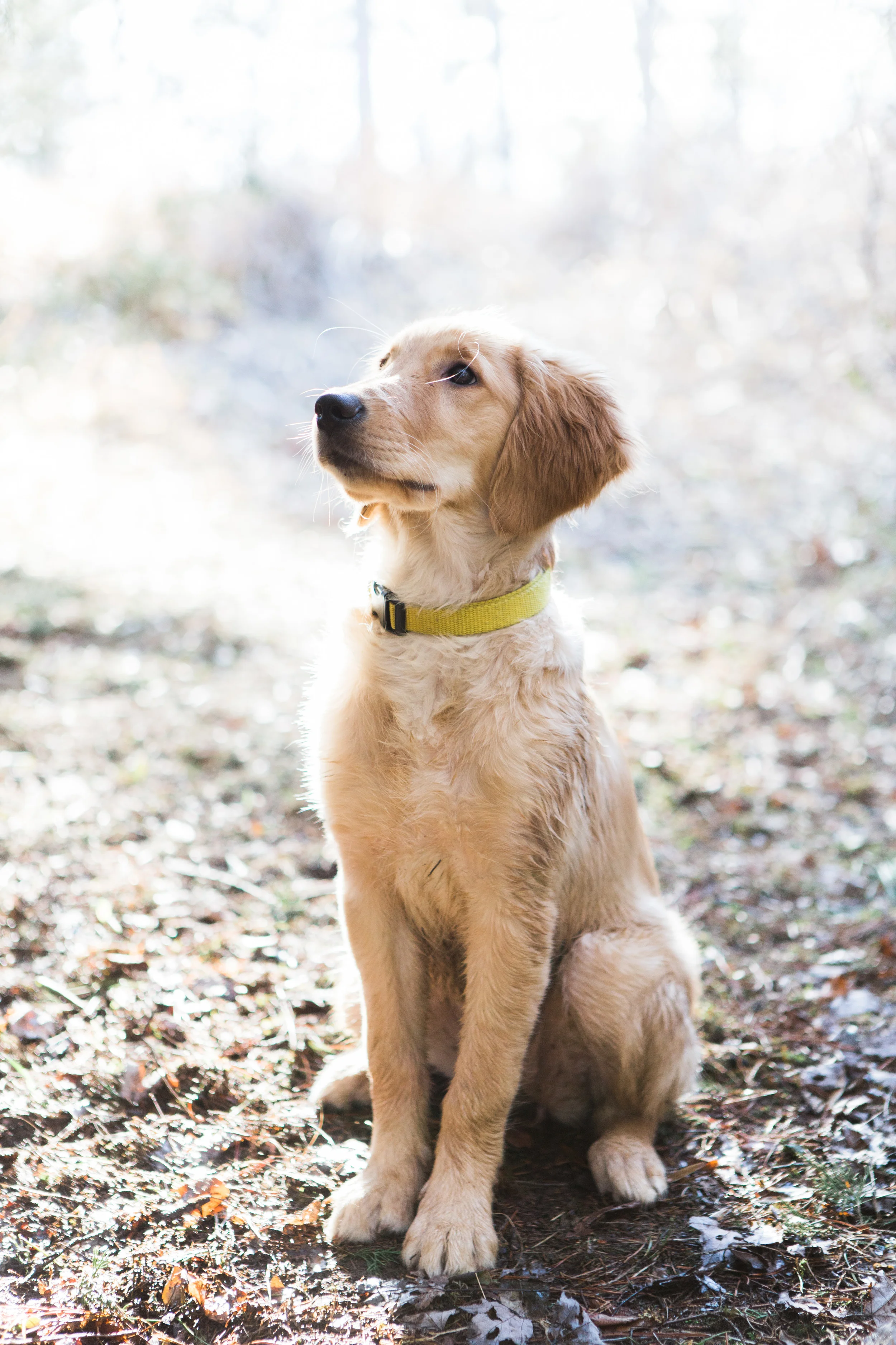 dogs_2015_0662.jpg