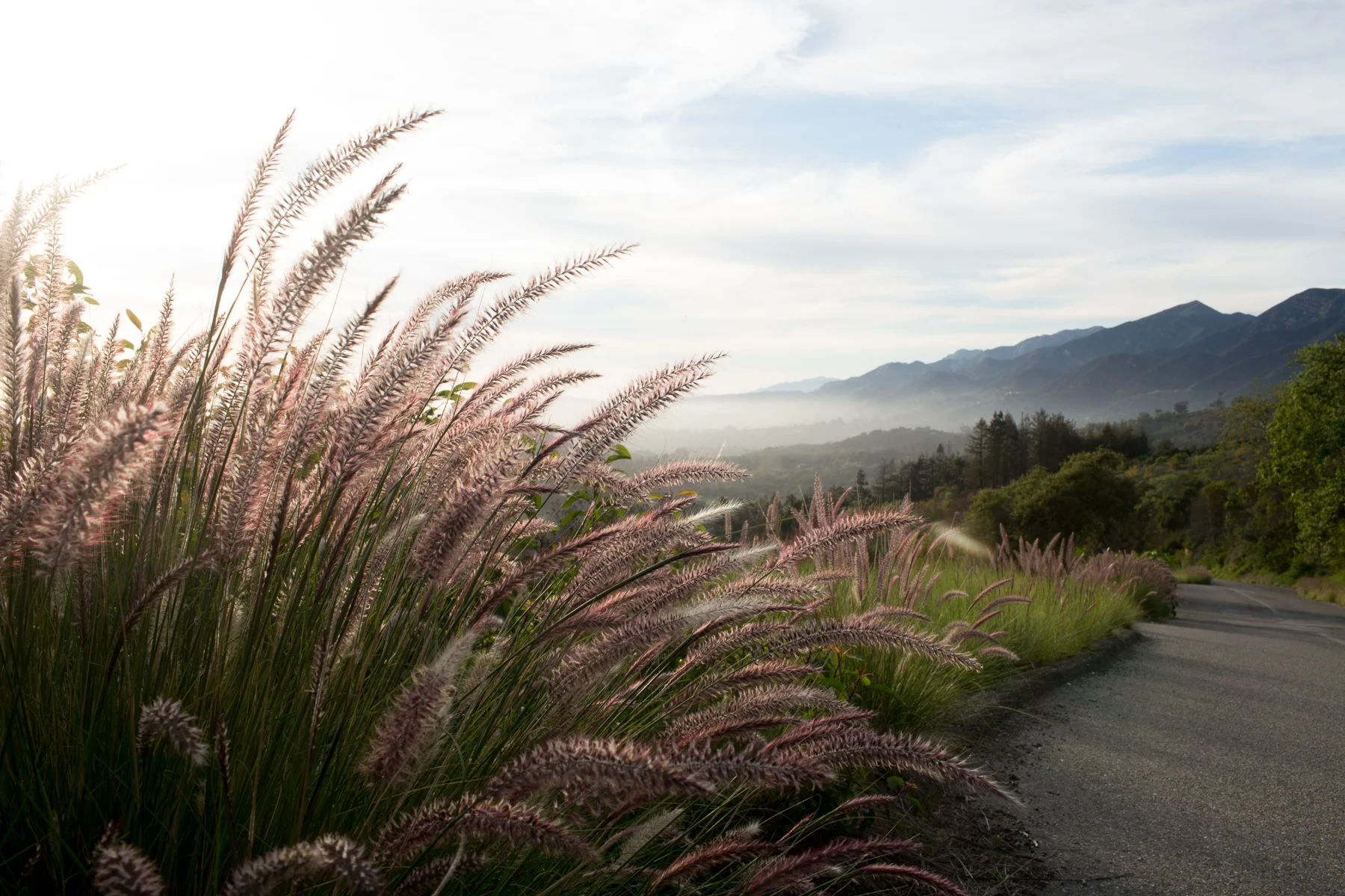 0326_California_Feb2016.jpg