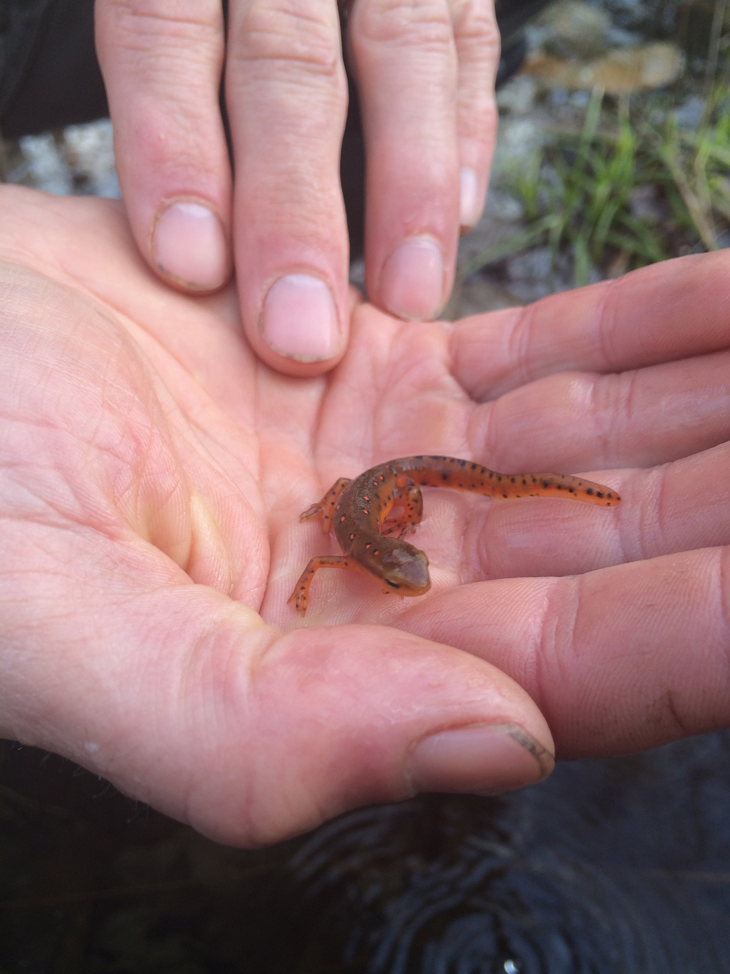 salamander in hand 3.jpg