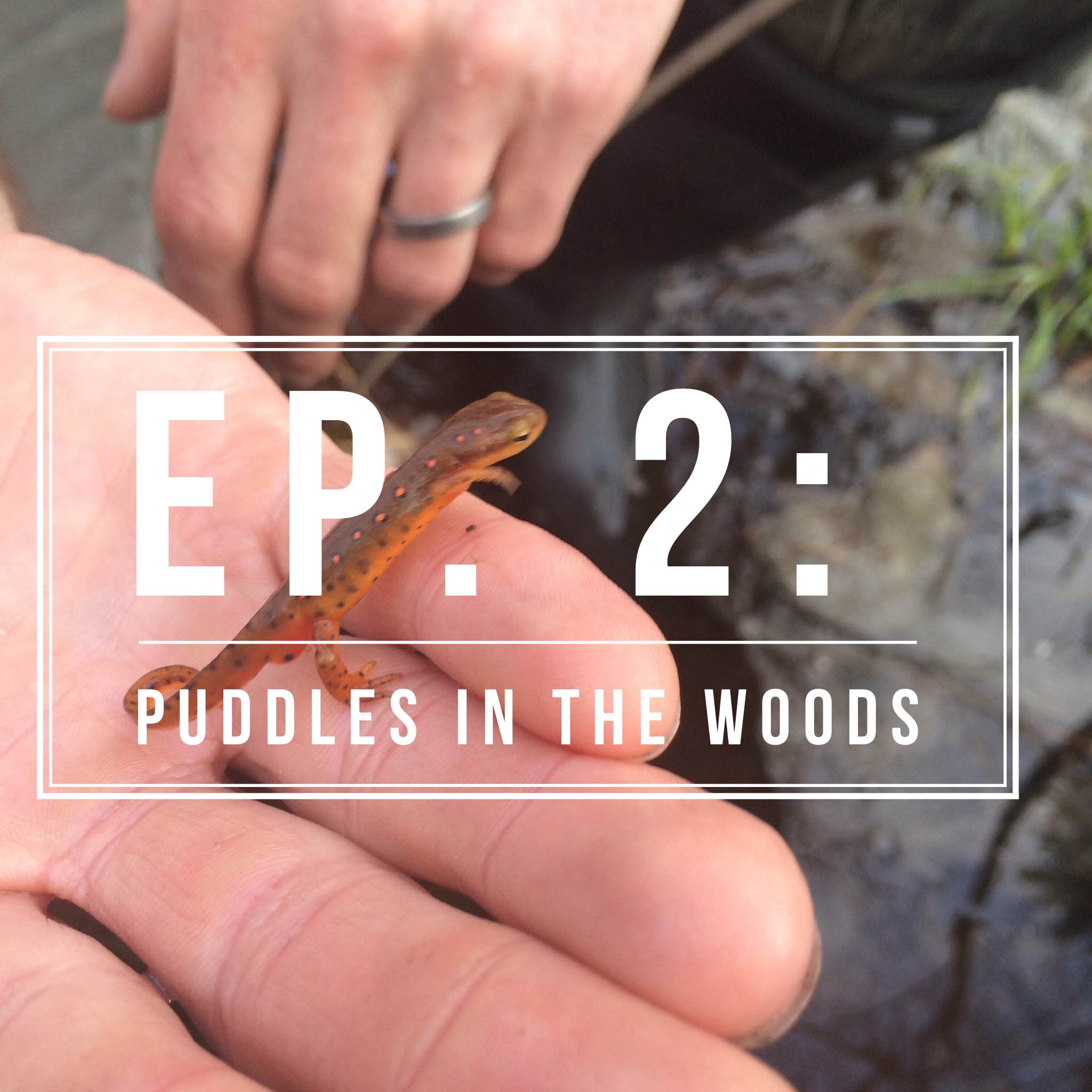 10x10 - Vernal Pools